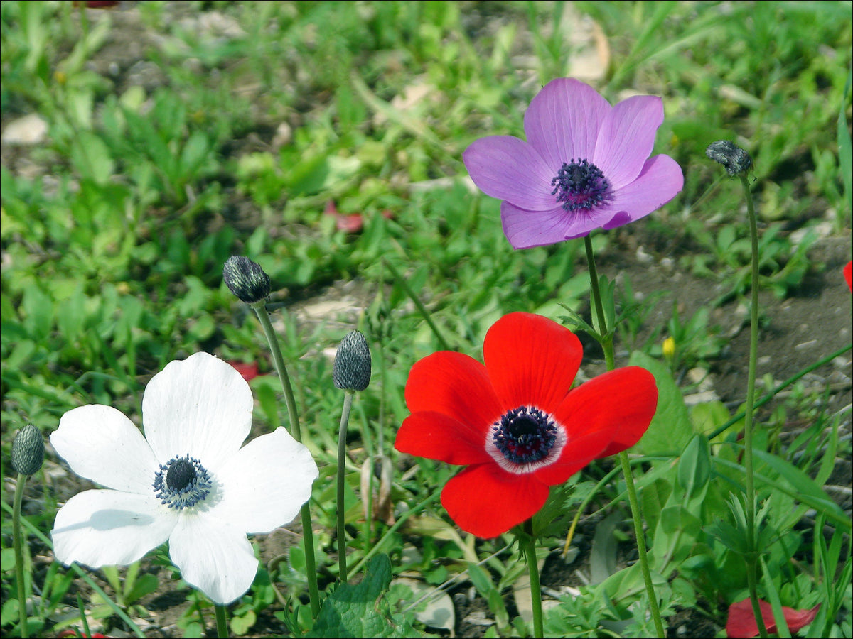 The Best Flowers to Plant in Spring for a Season Full of Blooms