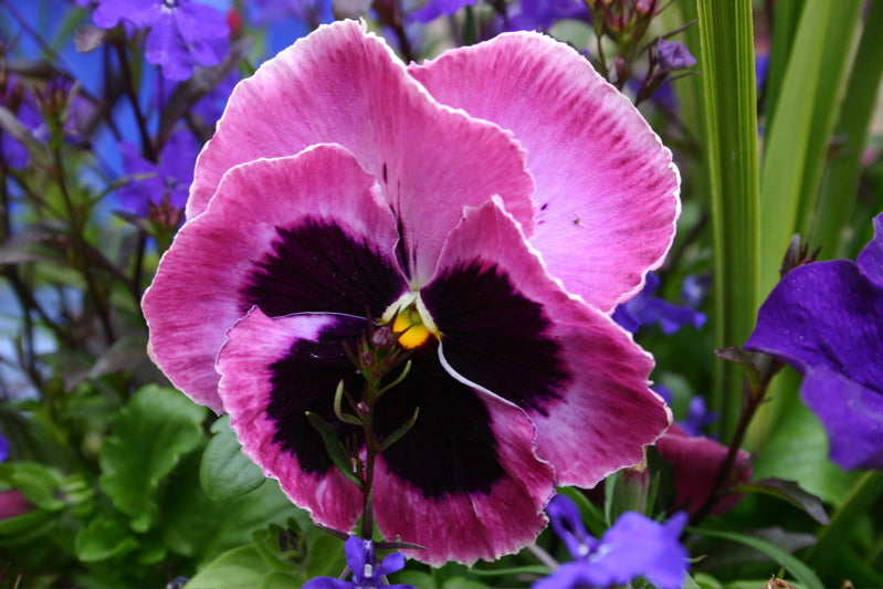 The Best Flowers to Plant in Winter for a Beautiful Early Bloom