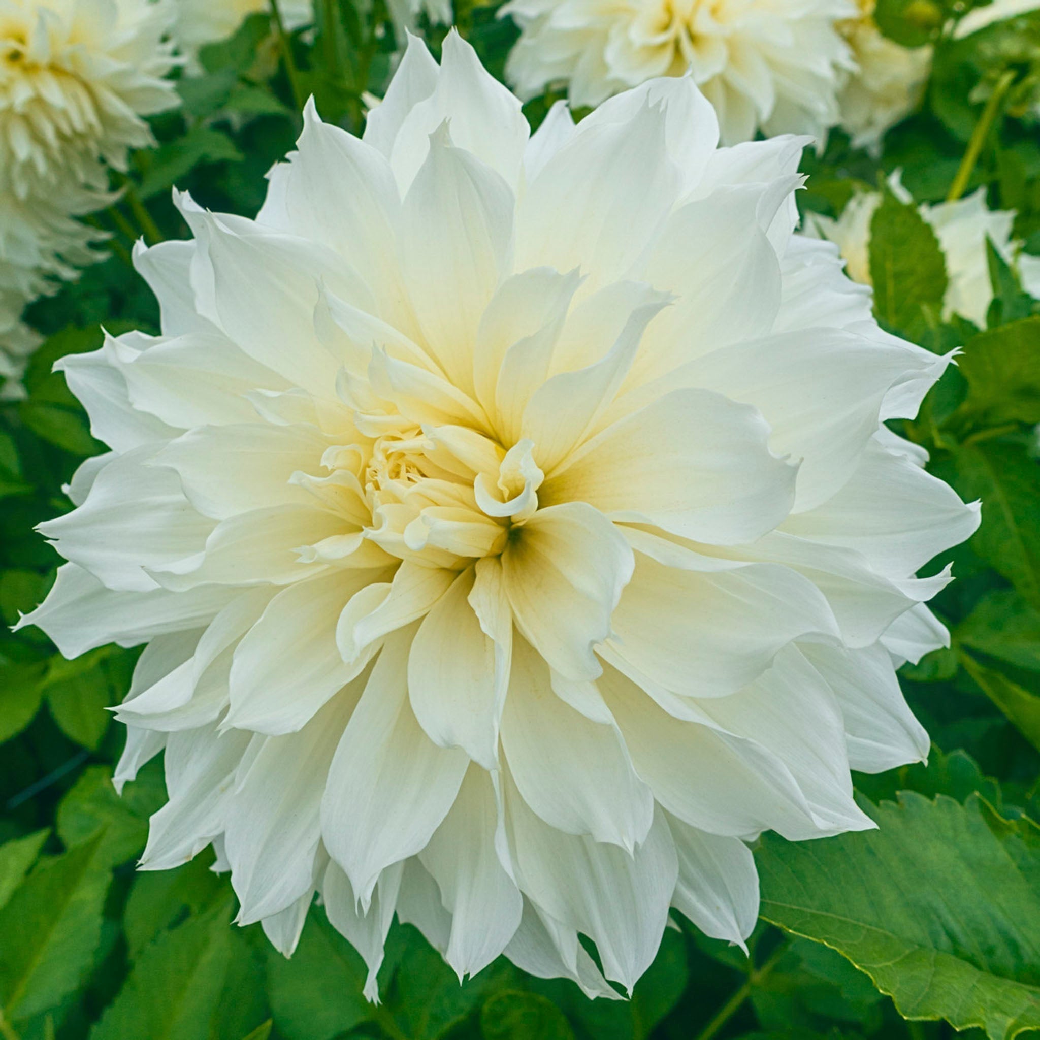 Fleurel® Dahlias | Heirloom Boulevard