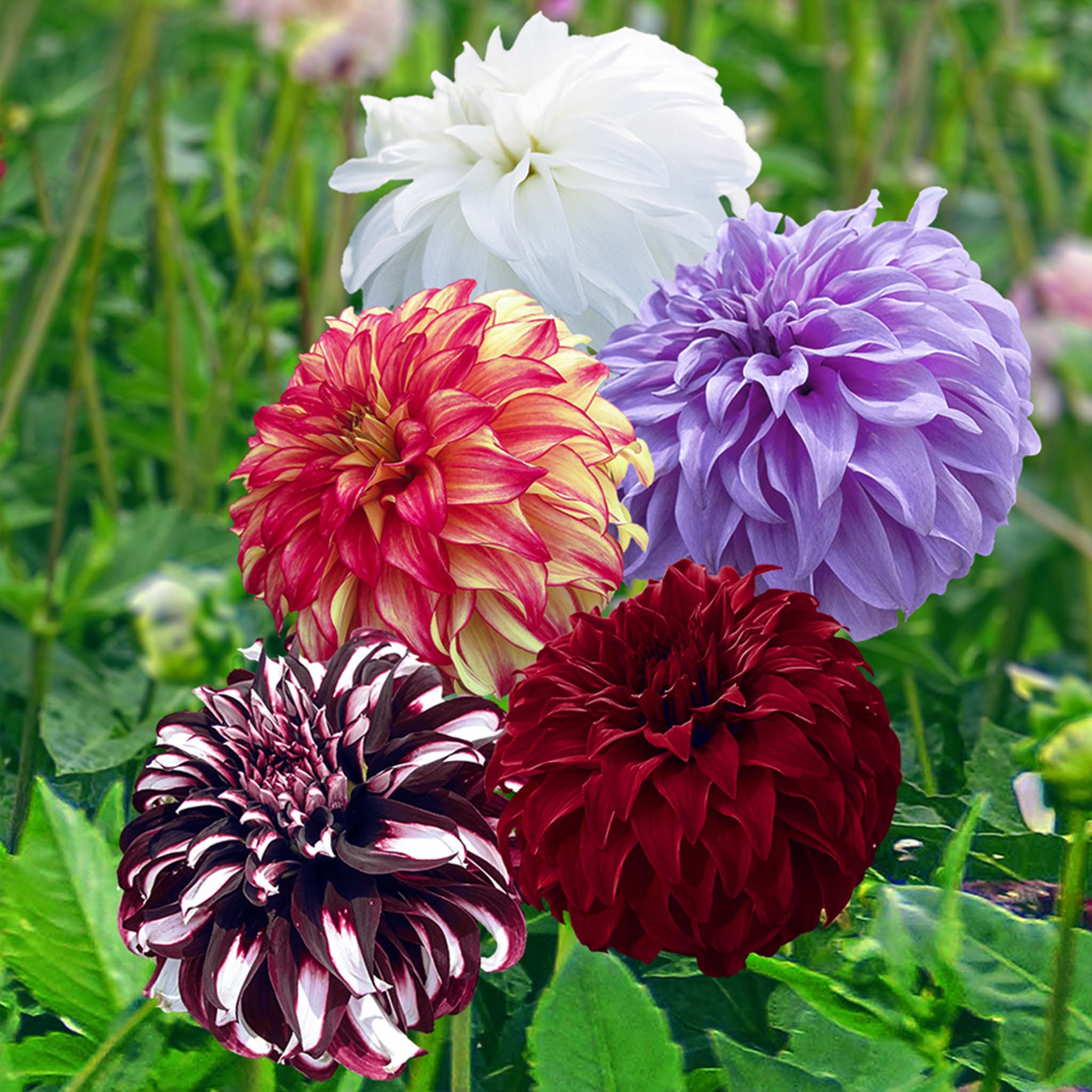 Giant Ball Dahlia Mix | Heirloom Boulevard