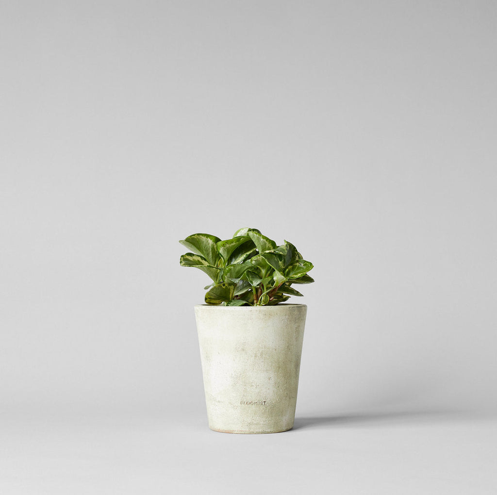 Bloomist Basic Planter, White Patina No Tray | Heirloom Boulevard