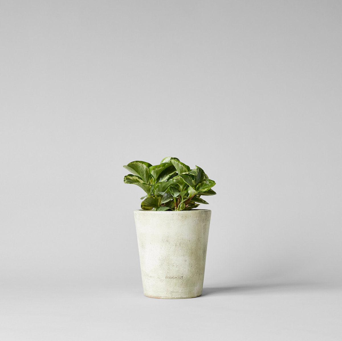 Bloomist Basic Planter, White Patina No Tray | Heirloom Boulevard