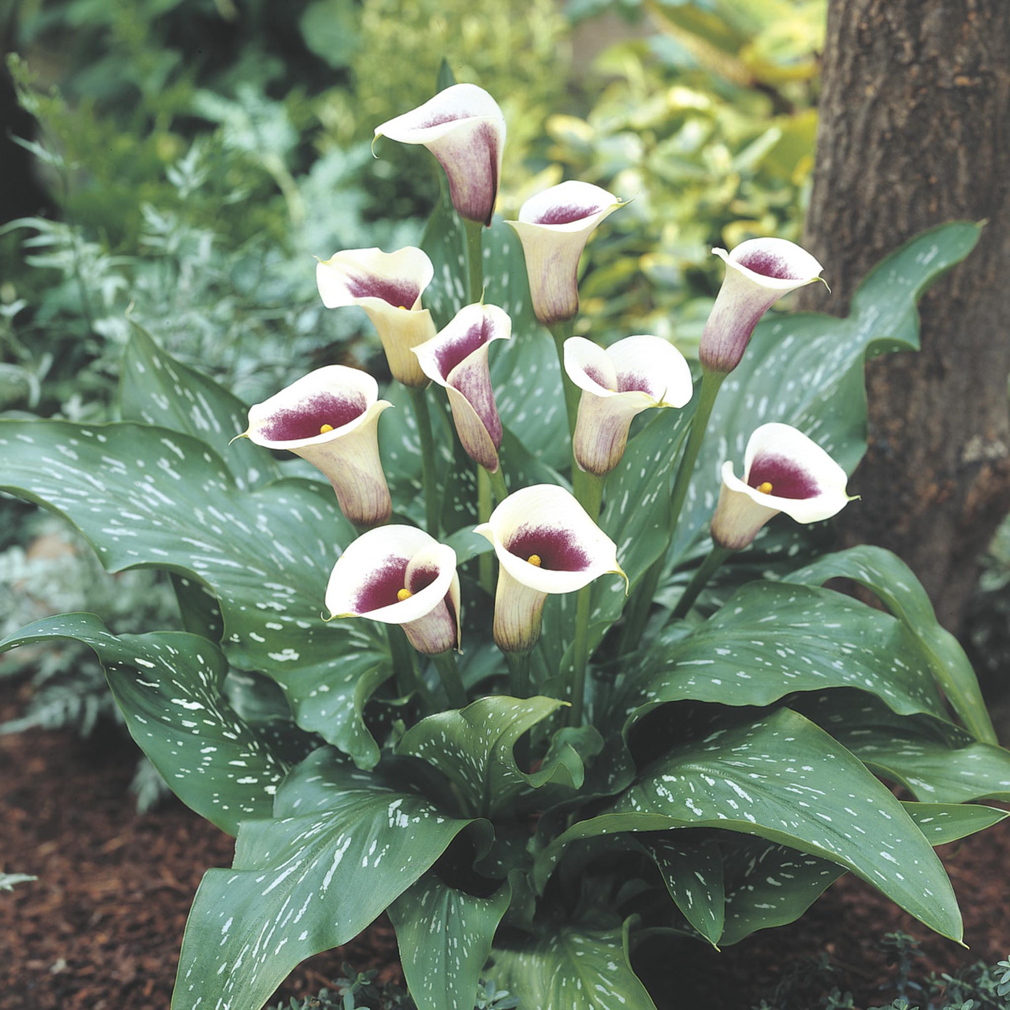 Vermeer Calla Lily Bulbs | Heirloom Boulevard