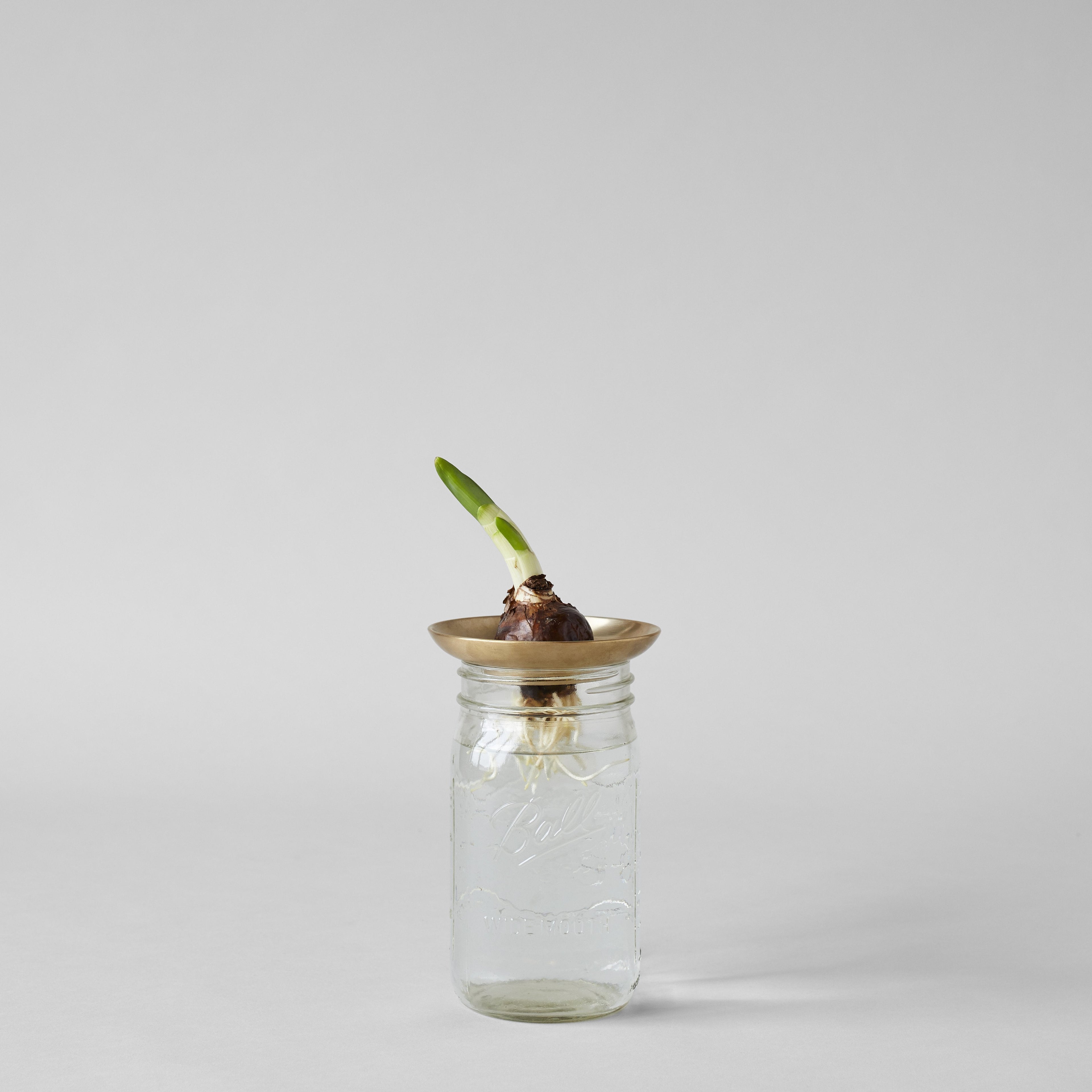 Bloomist Brass Frogs | Heirloom Boulevard