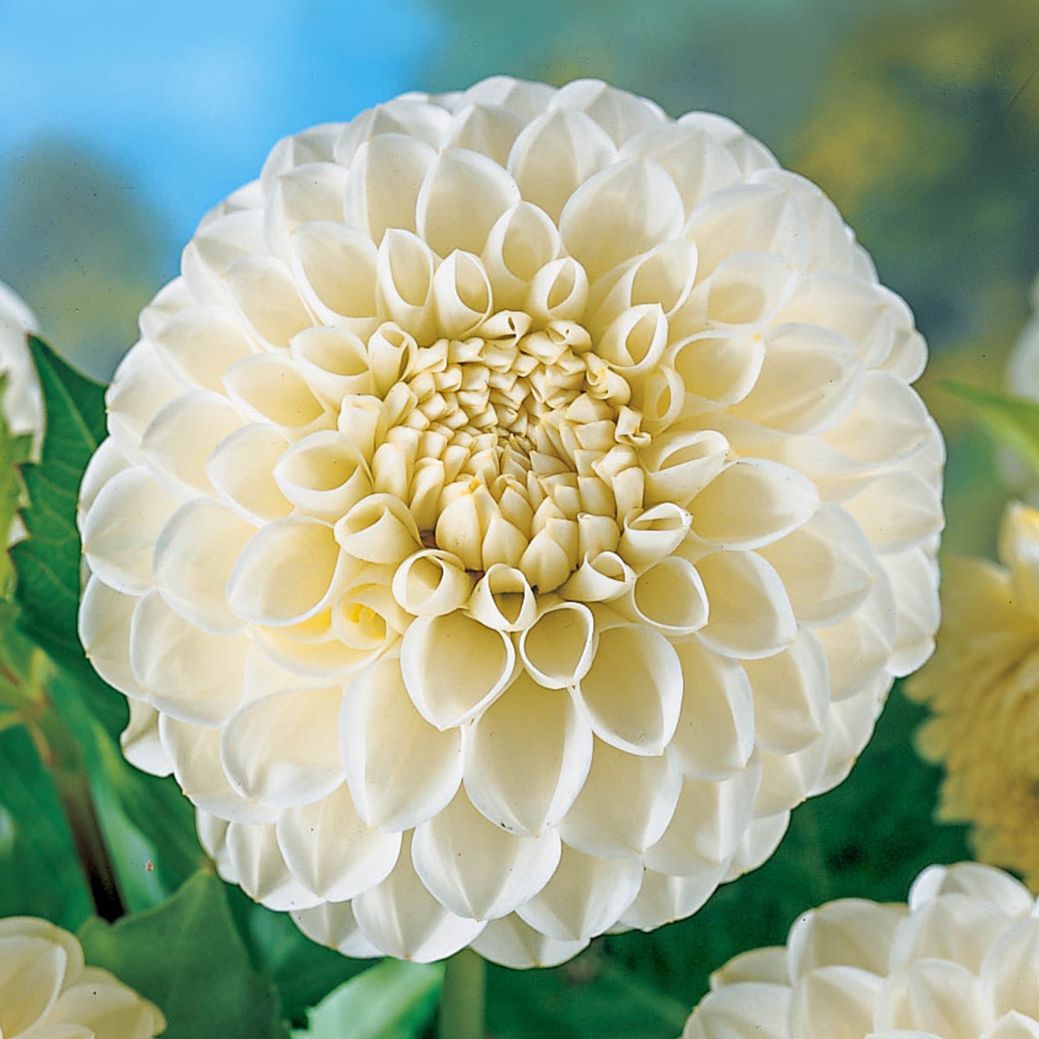Boom Boom White Dahlias | Heirloom Boulevard
