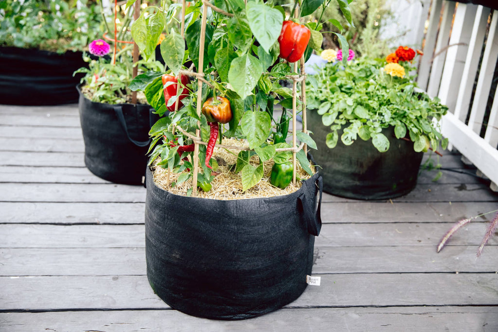Smart Pot 15-Gallon Vegetable Planters (3 Pack) | Heirloom Boulevard