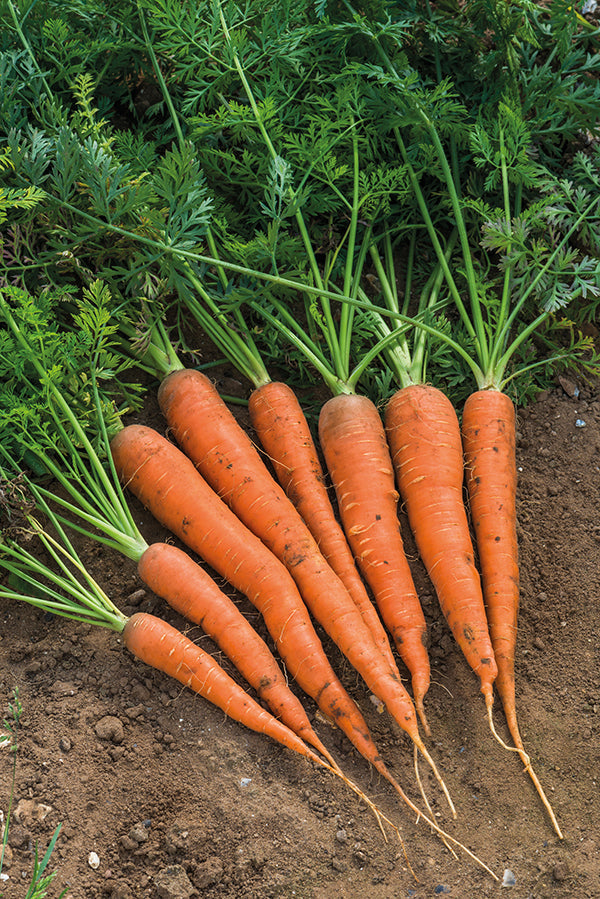 Seattle Seed Company Carrots - Danver | Heirloom Boulevard