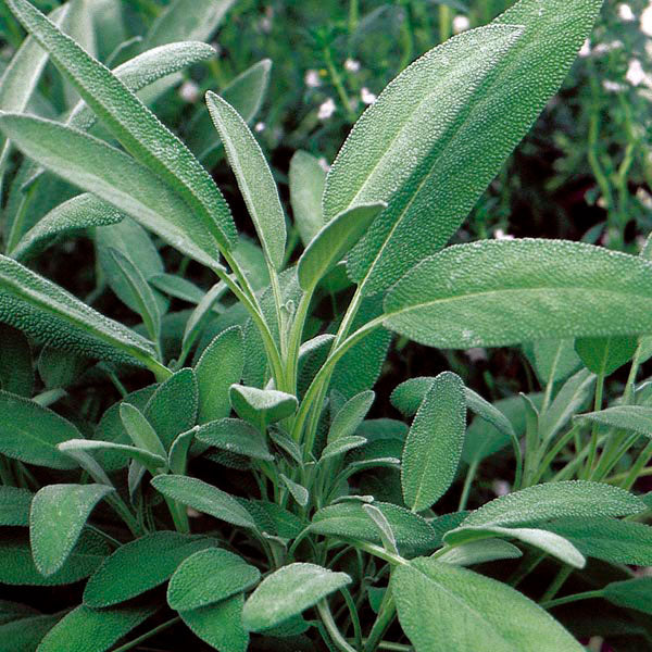 Seattle Seed Company Sage - Broadleaf | Heirloom Boulevard