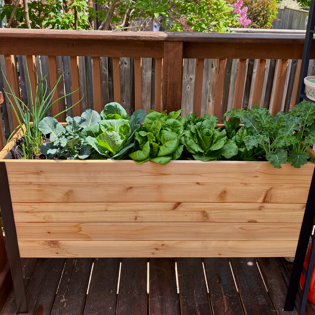 Cedar Planters 18" x 48" Raised Garden Bed - 30" TALL | Heirloom Boulevard