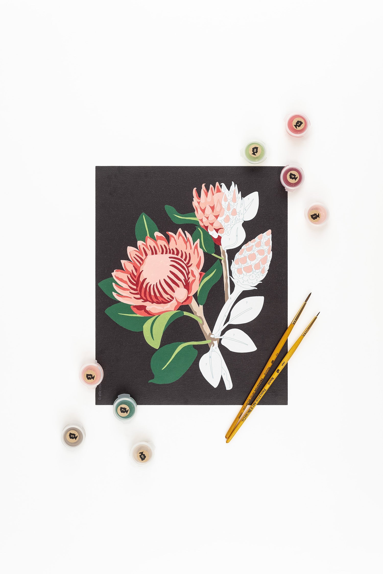 Elle Crée King Protea Blooms (black background) | 8x10 paint-by-number kit | Heirloom Boulevard