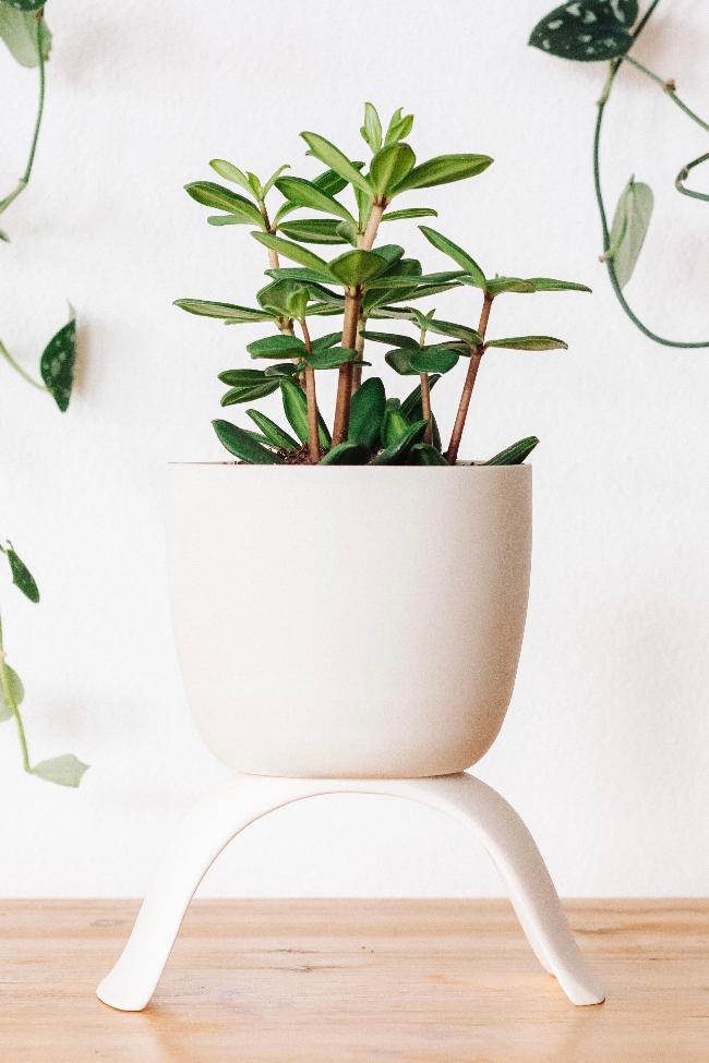 Carter + Rose High Rise Plant Pots Carter + Rose | Heirloom Boulevard