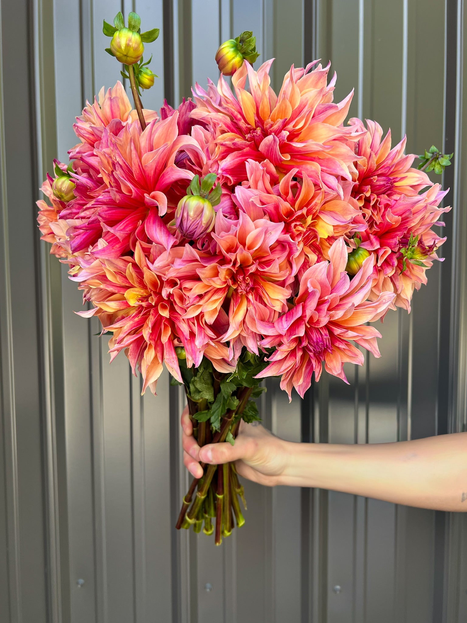 Sunny Meadows Flower Farm Dahlia Tuber Labyrinth | Heirloom Boulevard