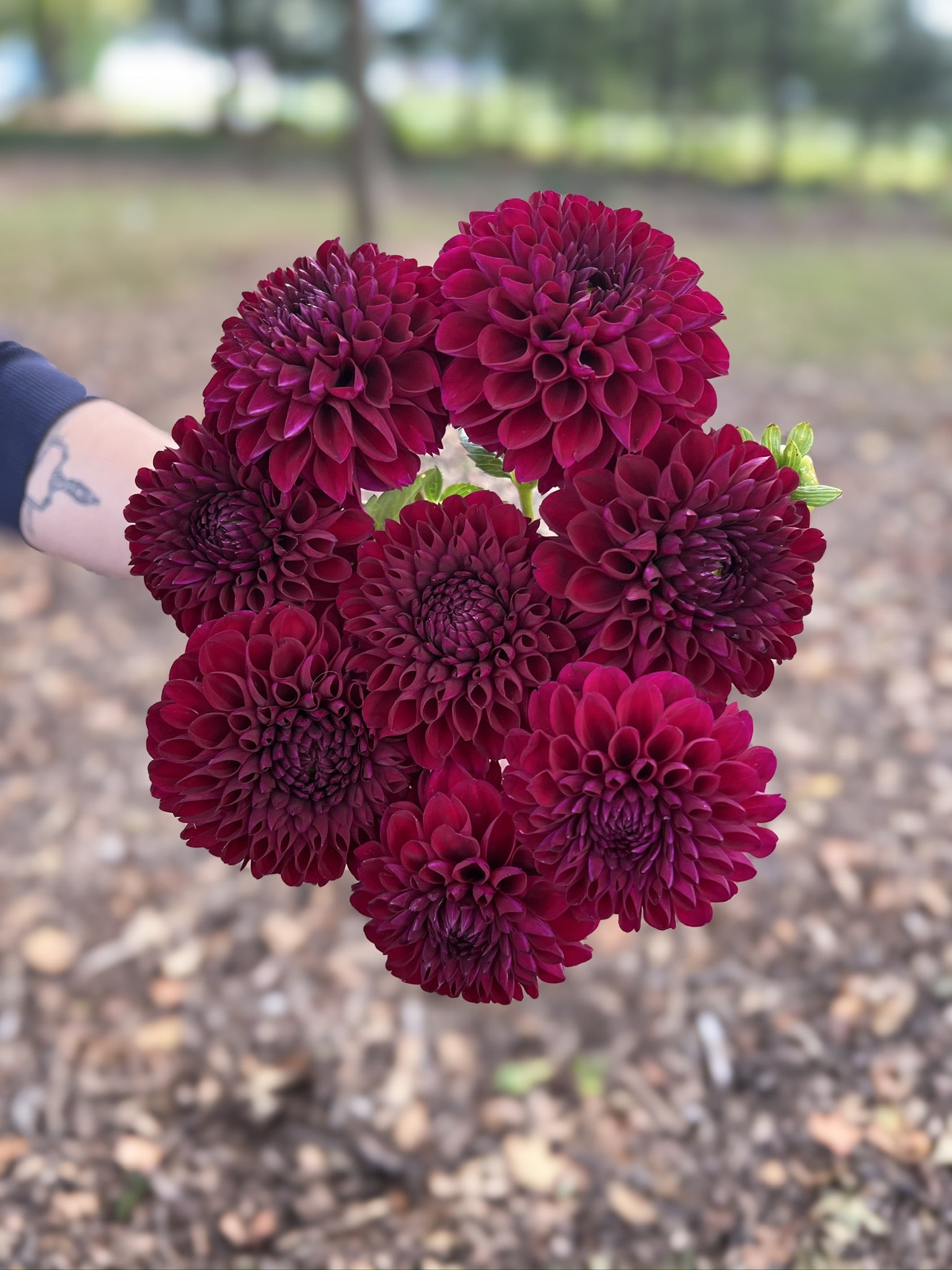 Sunny Meadows Flower Farm Dahlia Tuber Jessie G | Heirloom Boulevard