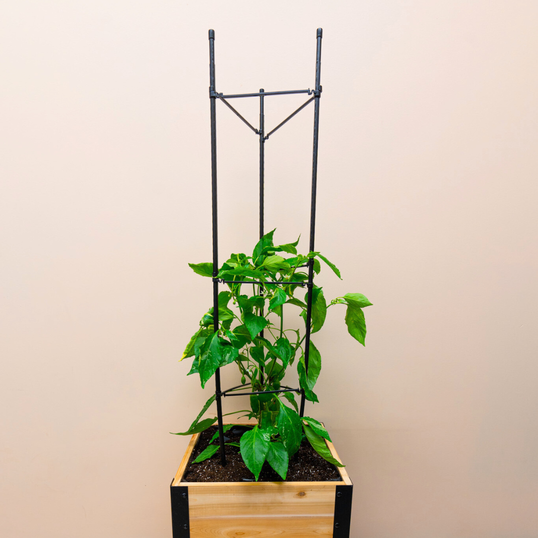 Cedar Planters Vegetable Cage | Heirloom Boulevard