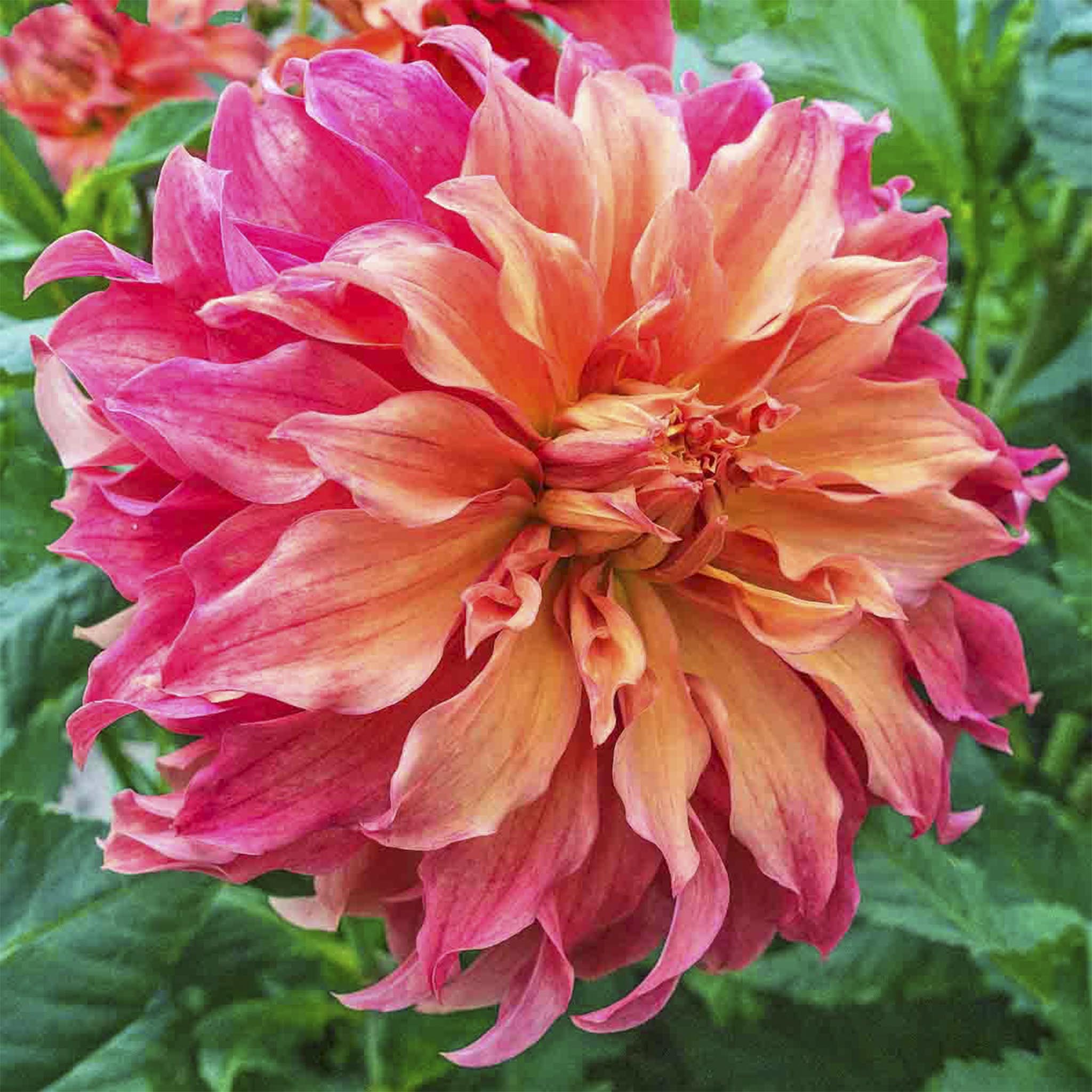 Belle of Barmera Dahlias | Heirloom Boulevard