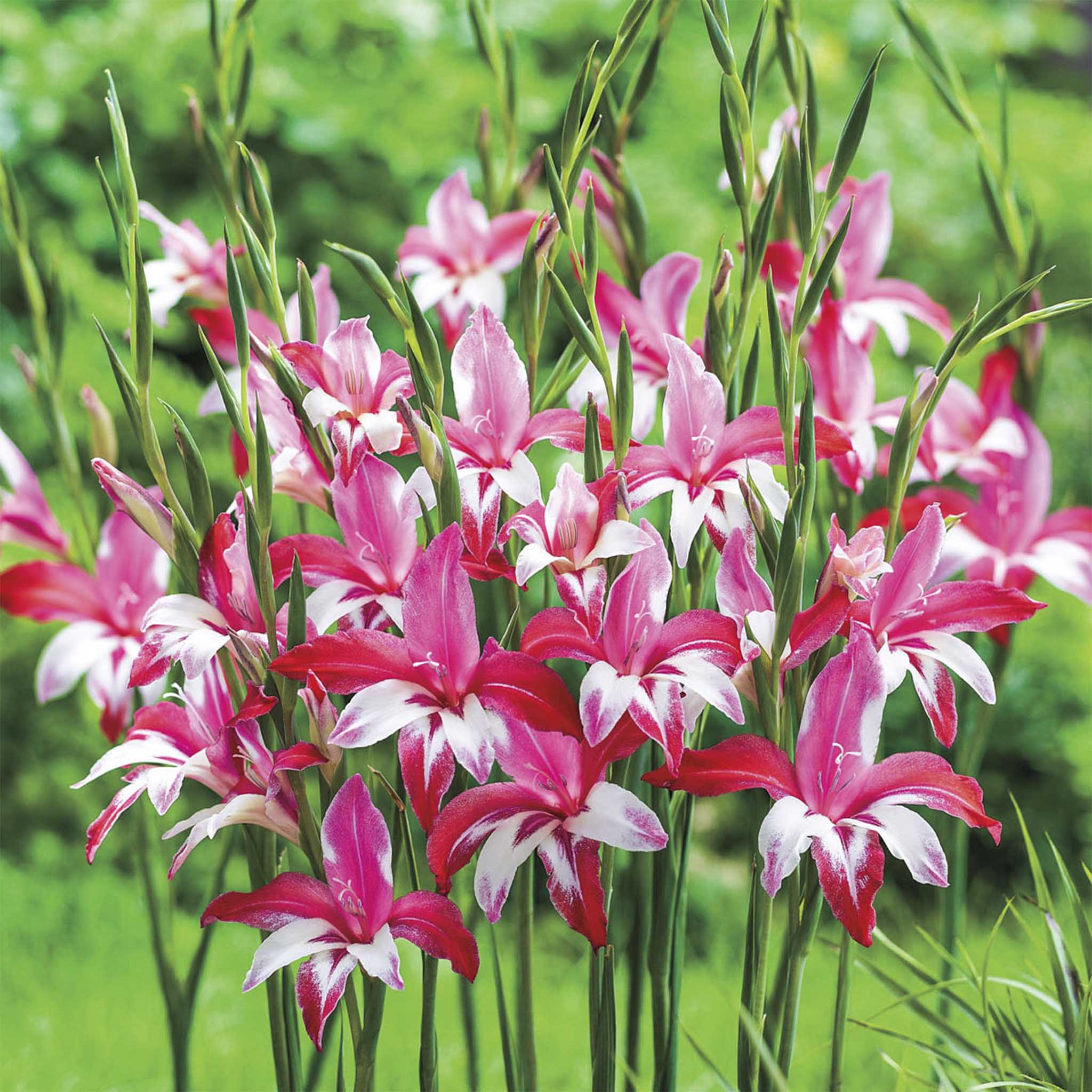 Galaxian® Hardy Gladiolus Bulbs | Heirloom Boulevard