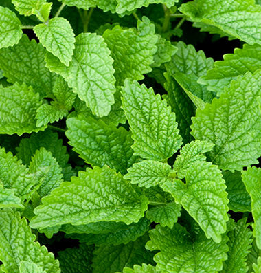Seattle Seed Company Lemon Balm | Heirloom Boulevard