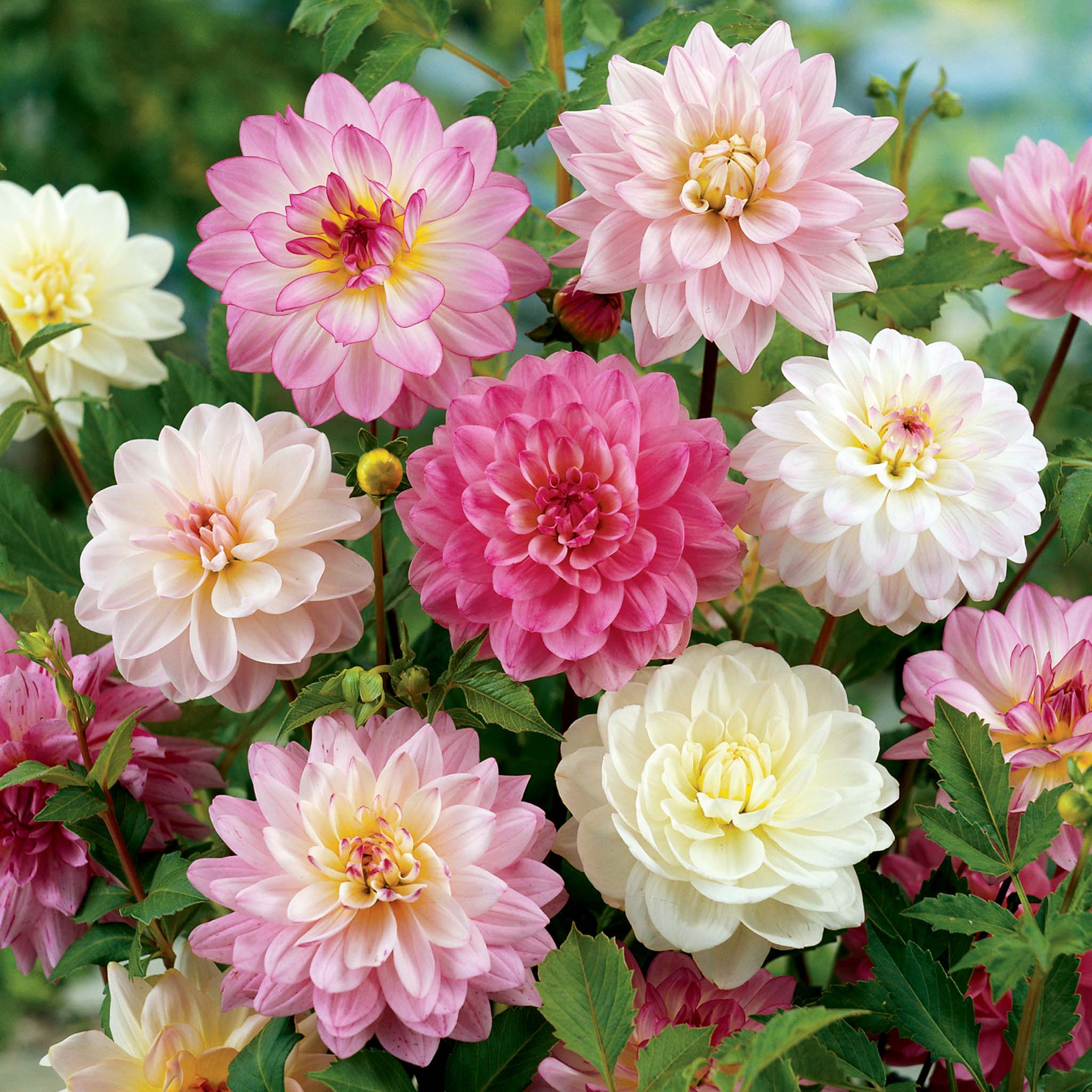 Apple Blossom Decorative Dahlia Mix | Heirloom Boulevard
