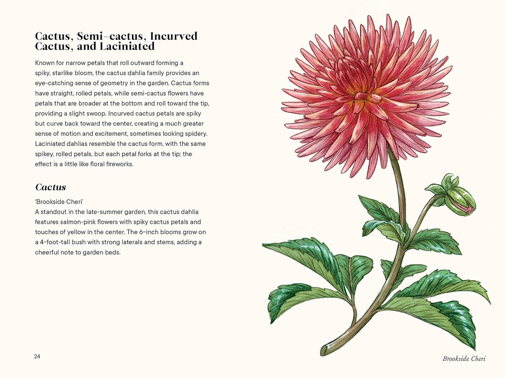 Little Book of Dahlias | Heirloom Boulevard