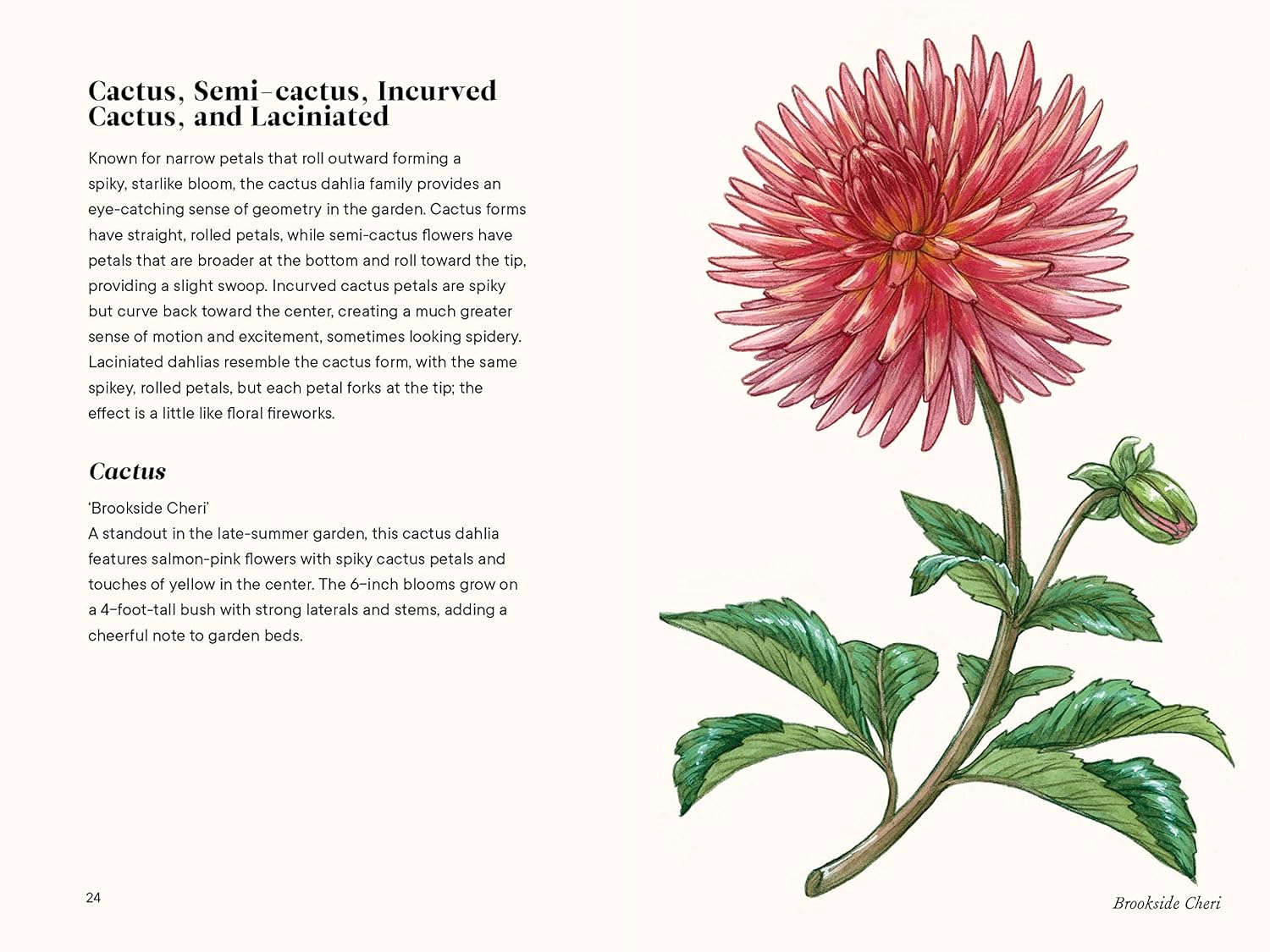 Little Book of Dahlias | Heirloom Boulevard