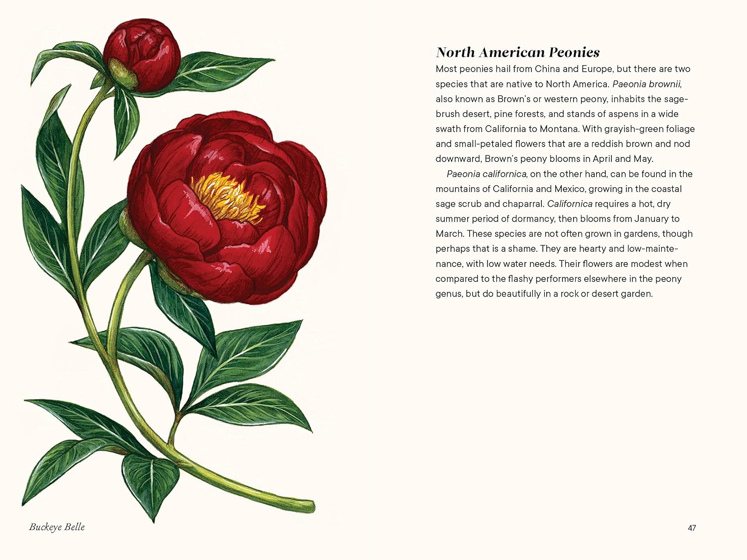 Little Book of Peonies | Heirloom Boulevard