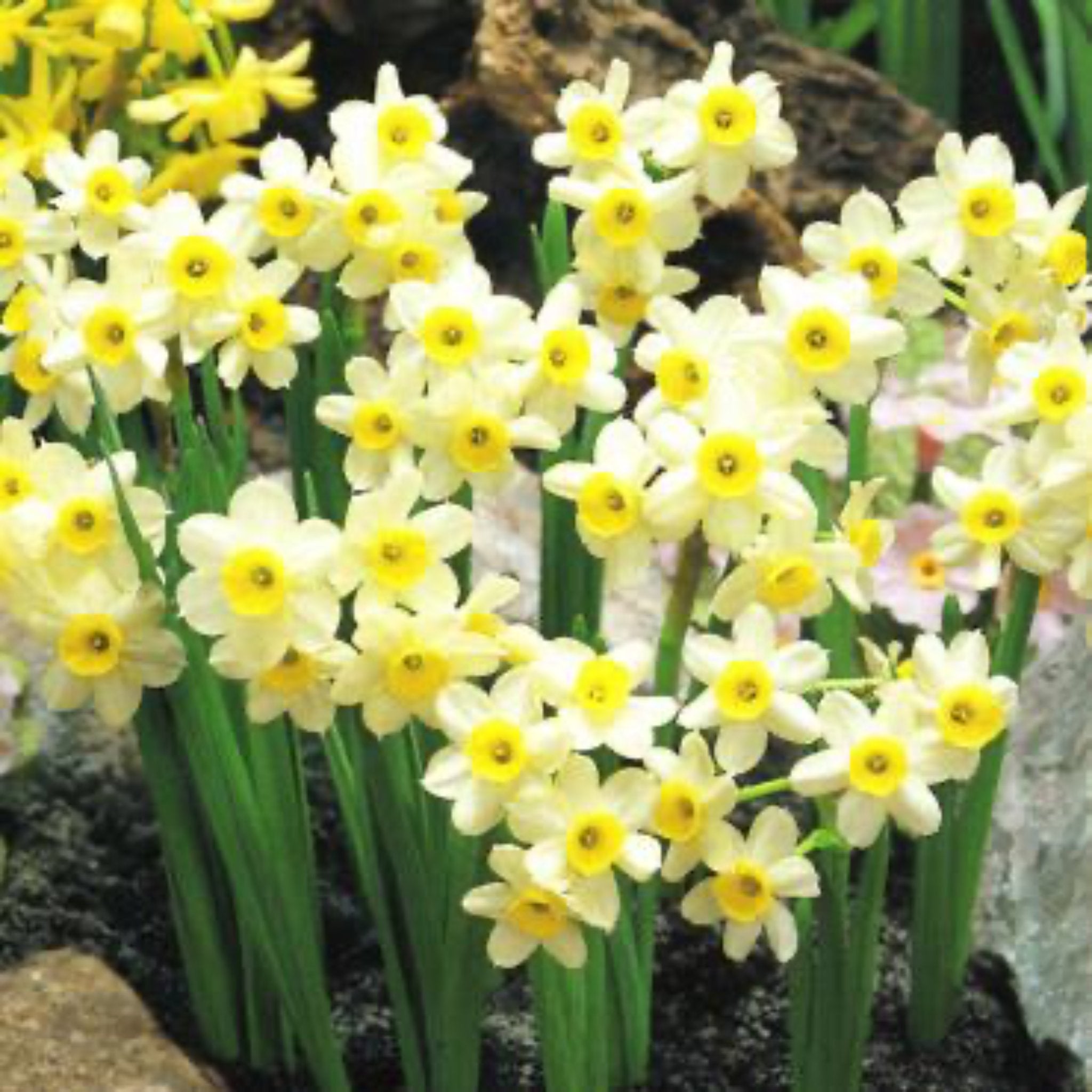 Minnow Daffodil Bulbs 10-pack | Heirloom Boulevard