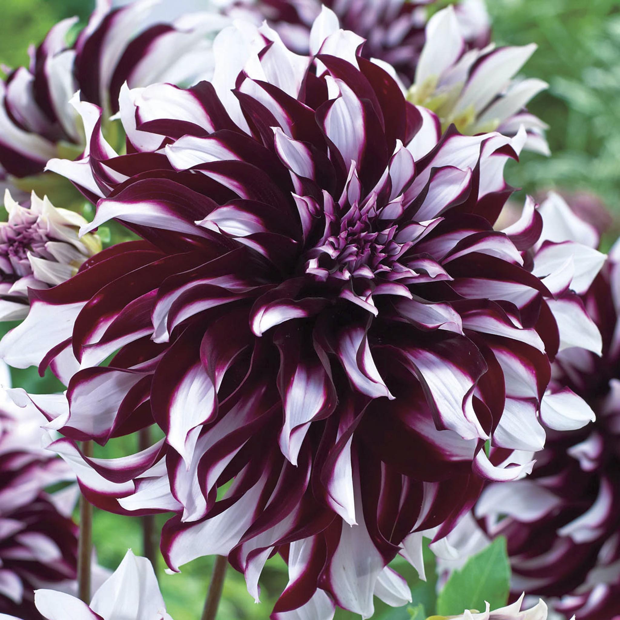 Tartan Dahlias | Heirloom Boulevard