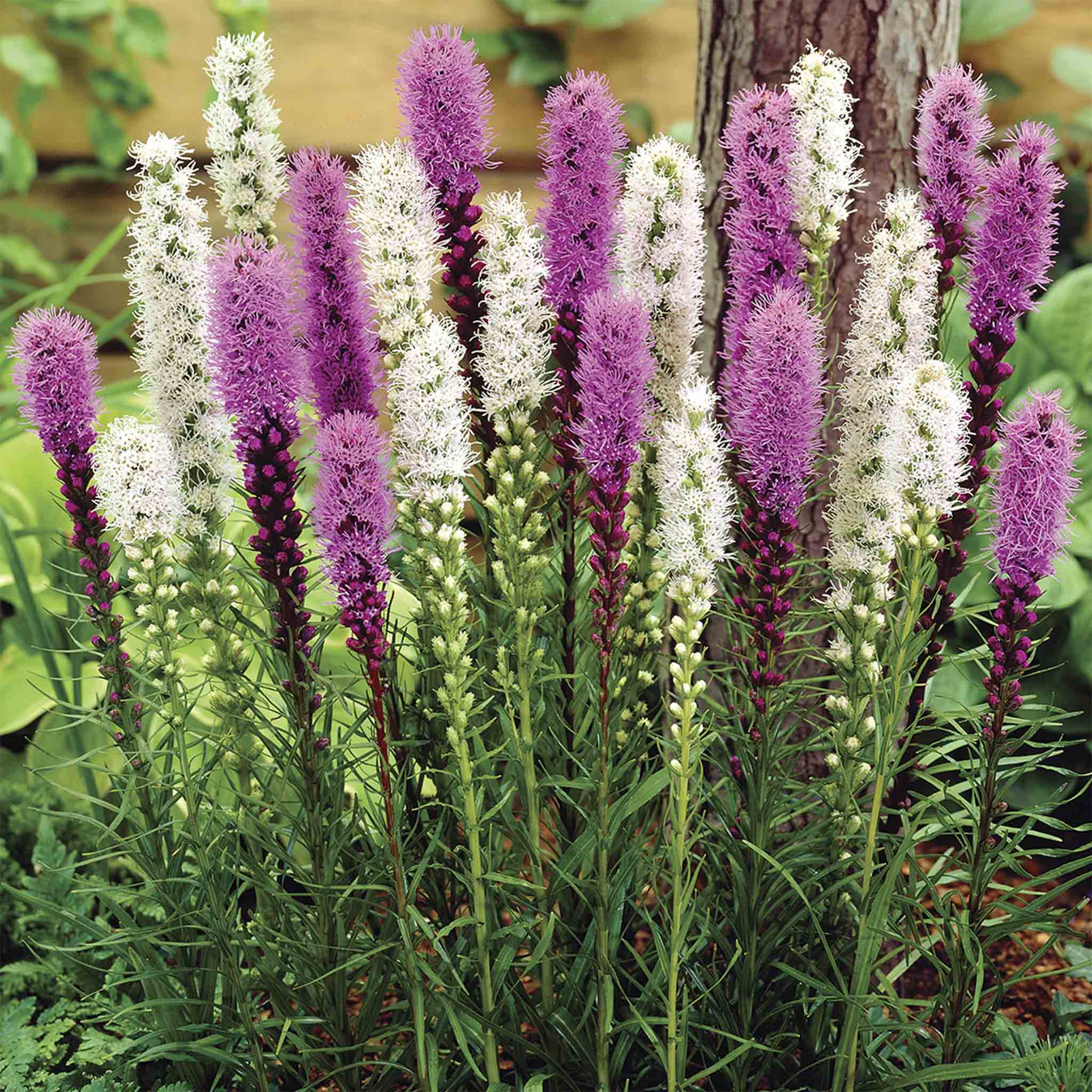 Liatris Bulb Mix | Heirloom Boulevard