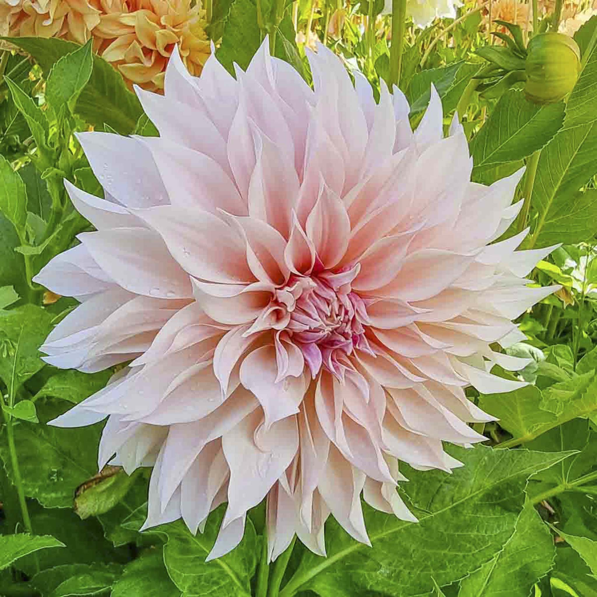 Café au Lait Dahlias | Heirloom Boulevard
