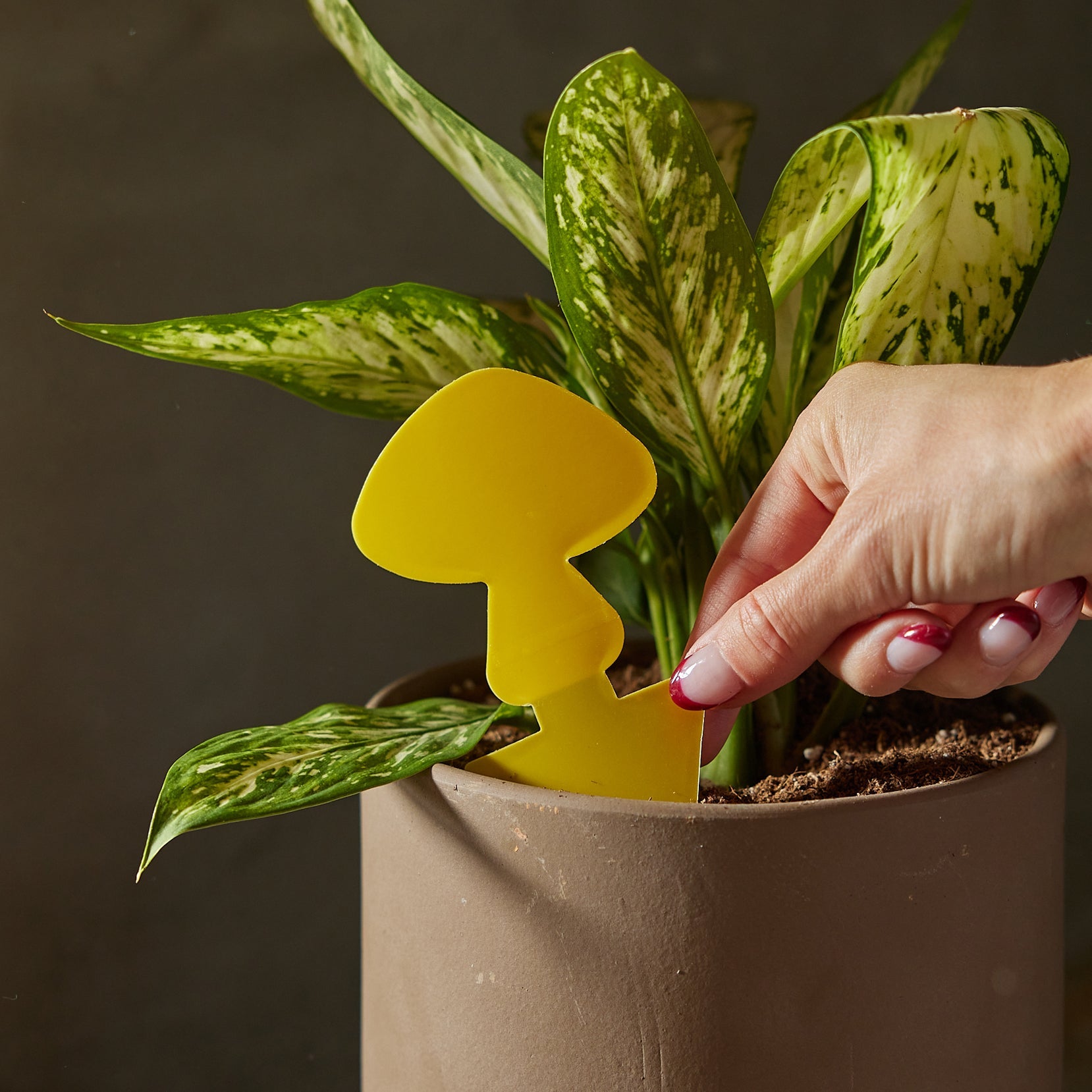 Arber Sticky Traps for Plant Pests | Heirloom Boulevard