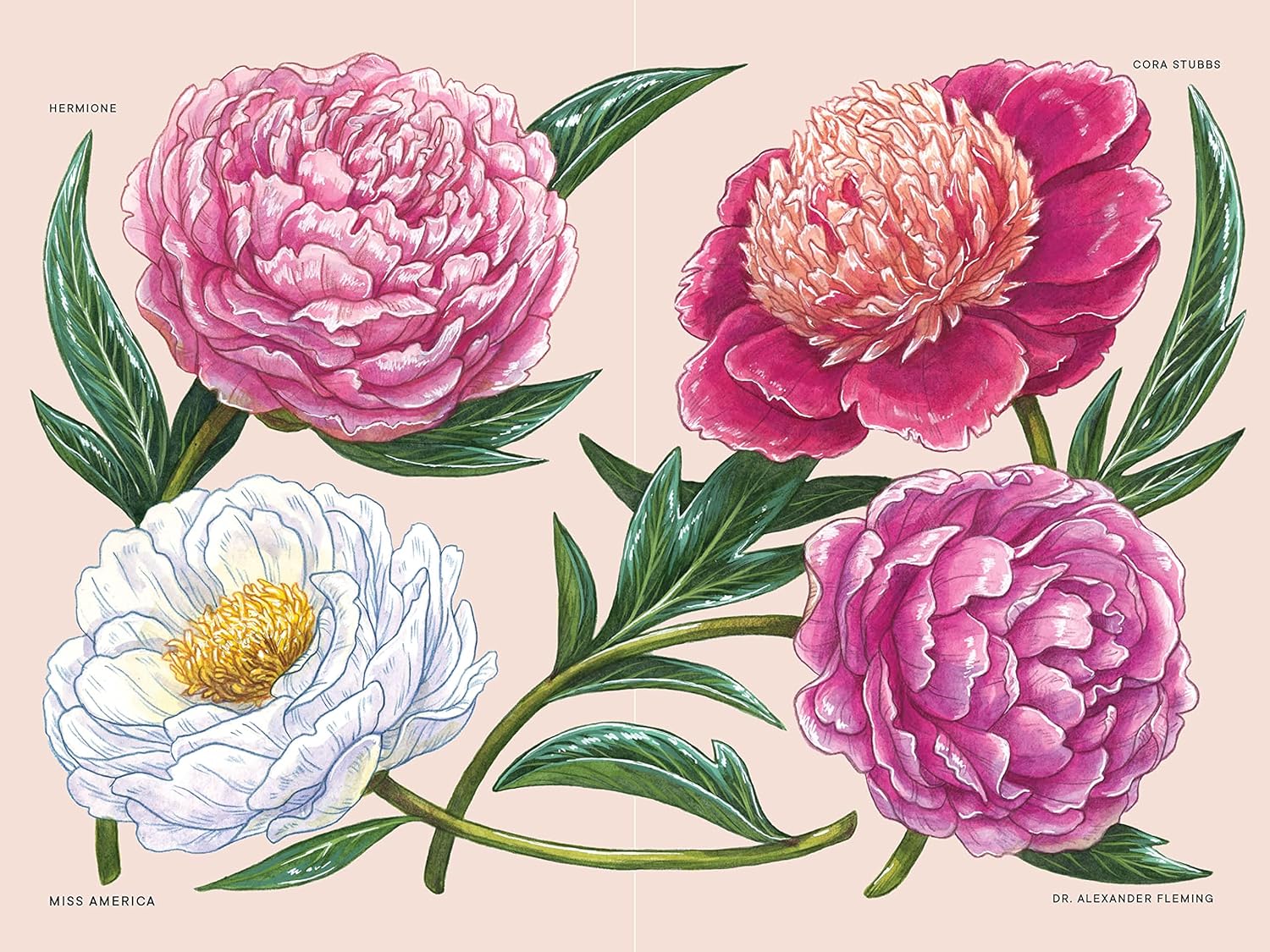 Little Book of Peonies | Heirloom Boulevard