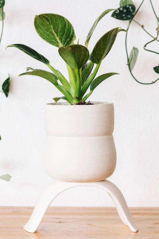 Carter + Rose High Rise Plant Pots Carter + Rose | Heirloom Boulevard