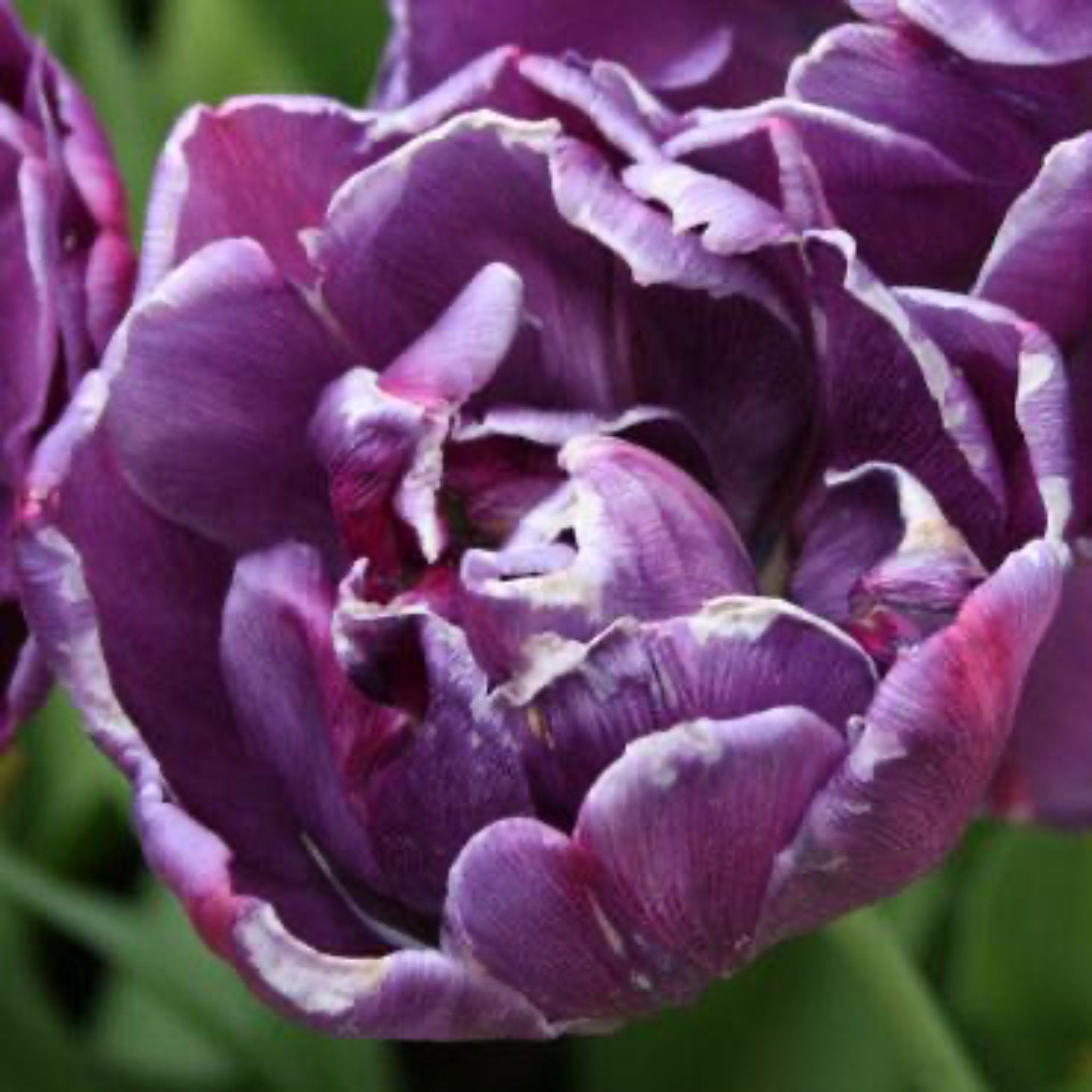 Blue Spectacle Tulip Bulbs 20-pack | Heirloom Boulevard
