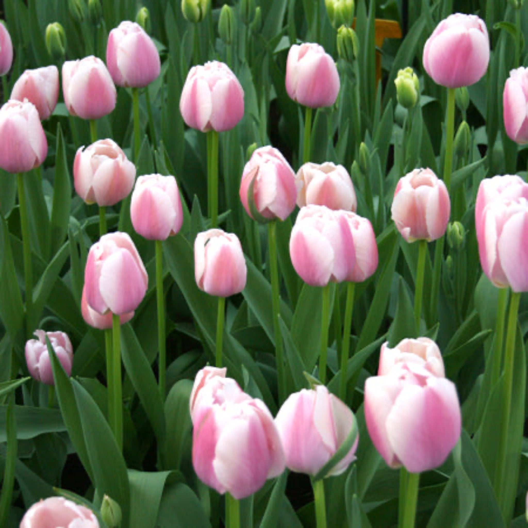Jacuzzi Tulip Bulbs 20-pack | Heirloom Boulevard