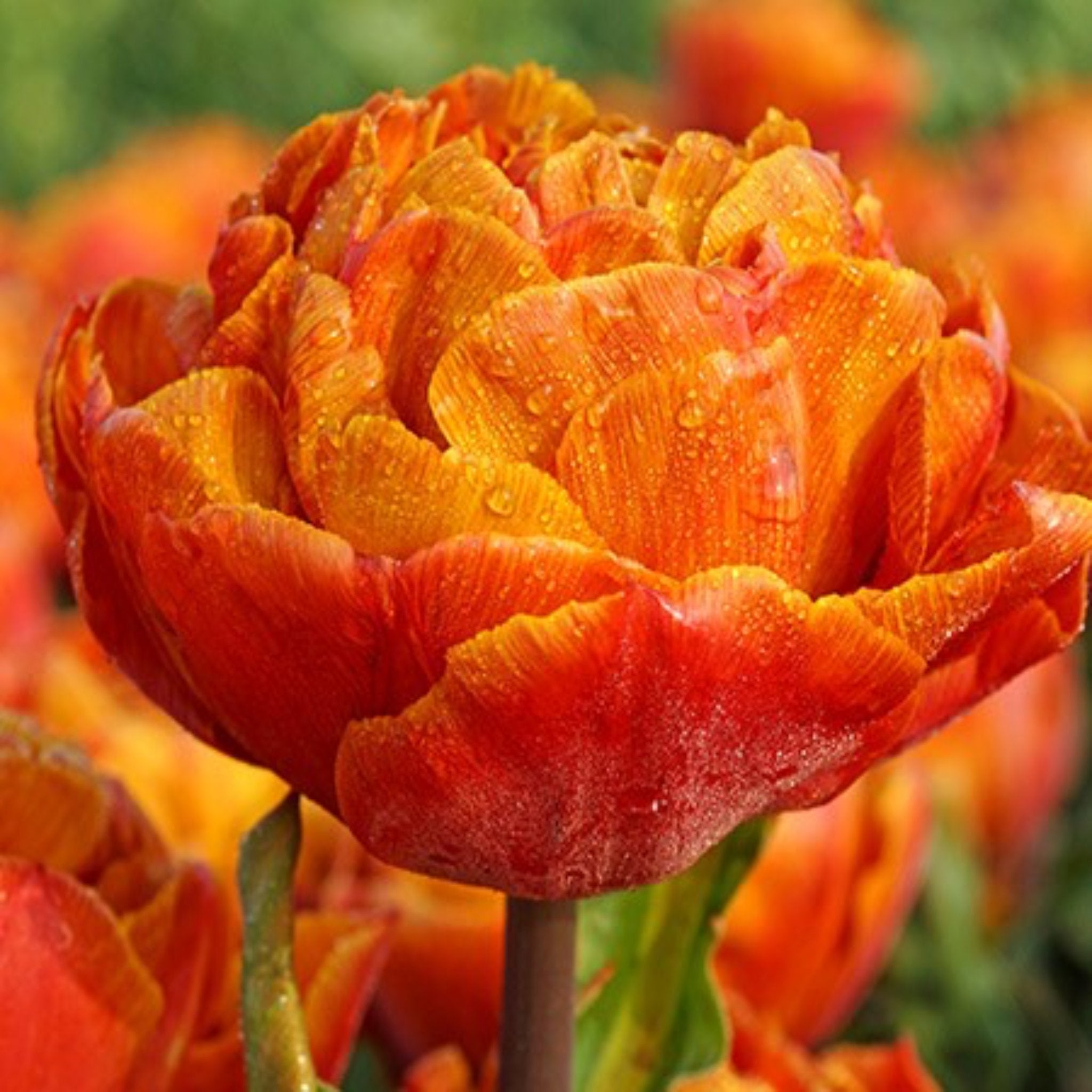 Gudoshnik Double Tulip Bulbs 20-pack | Heirloom Boulevard