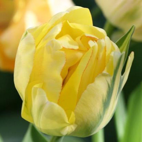Akebono Tulip Bulbs 20-pack | Heirloom Boulevard