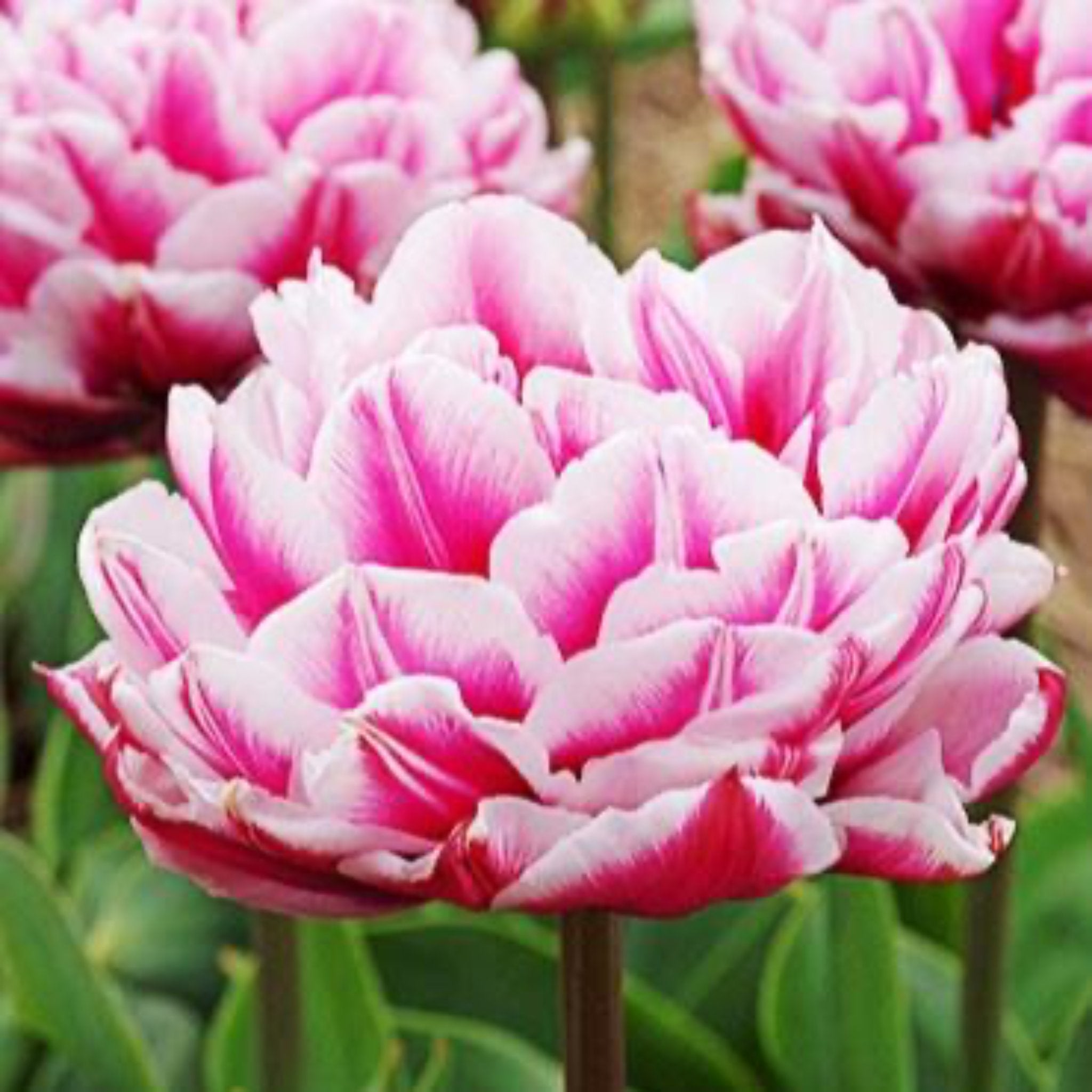 Columbus Tulip Bulbs 20-pack | Heirloom Boulevard