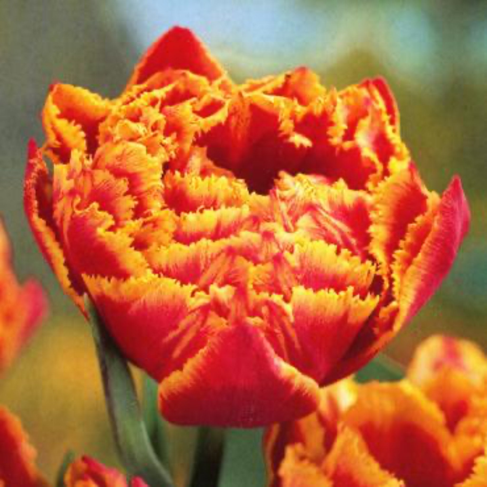 Crystal Beauty Tulip Bulbs 20-pack | Heirloom Boulevard