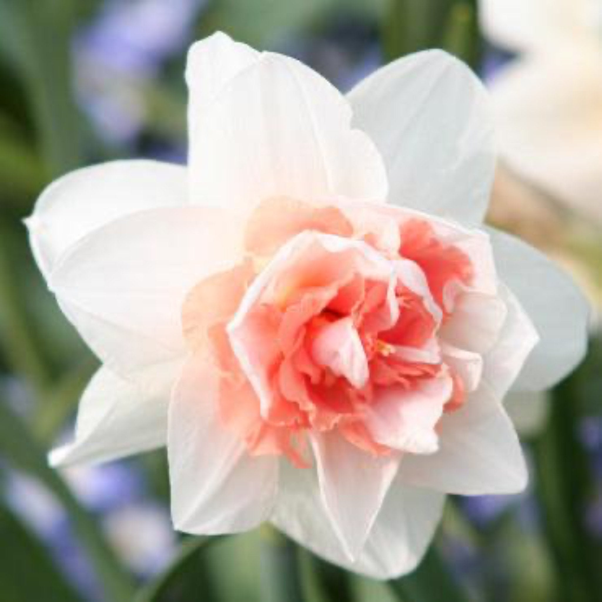 Sweet Paradise Daffodil Bulbs 10-pack | Heirloom Boulevard