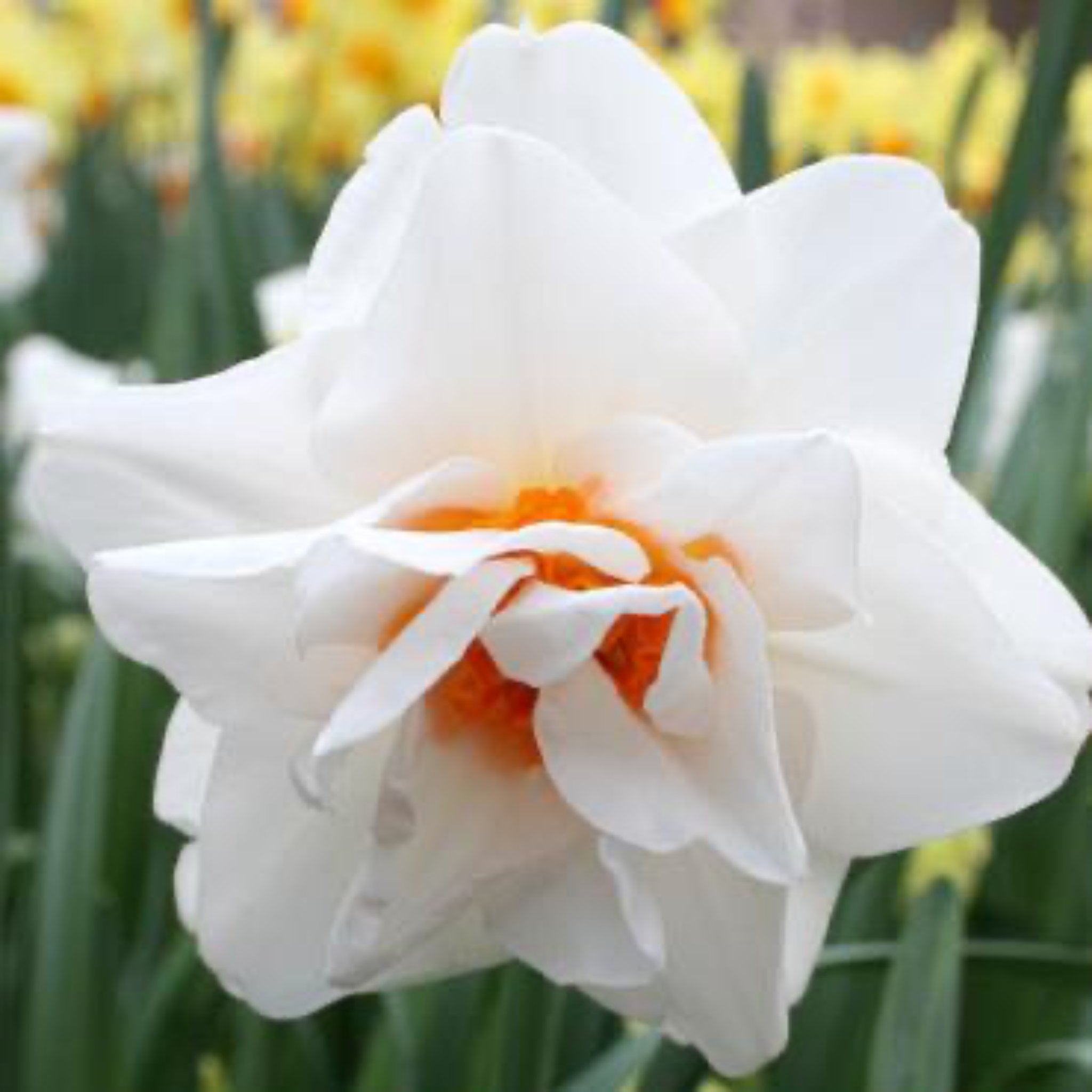 Replete Pink Daffodil Bulbs 10-pack | Heirloom Boulevard