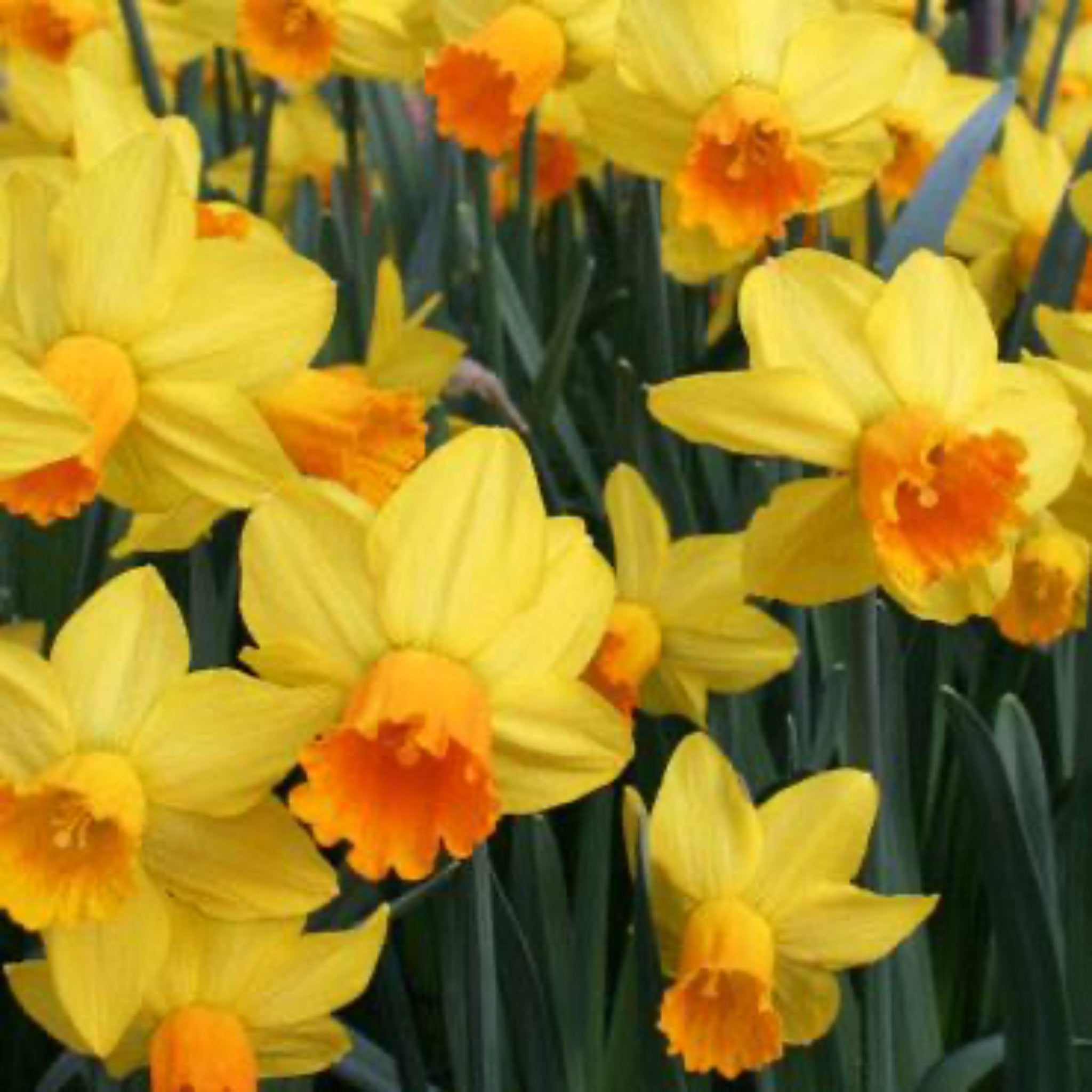 Golden Dawn Daffodil Bulbs 10-pack | Heirloom Boulevard