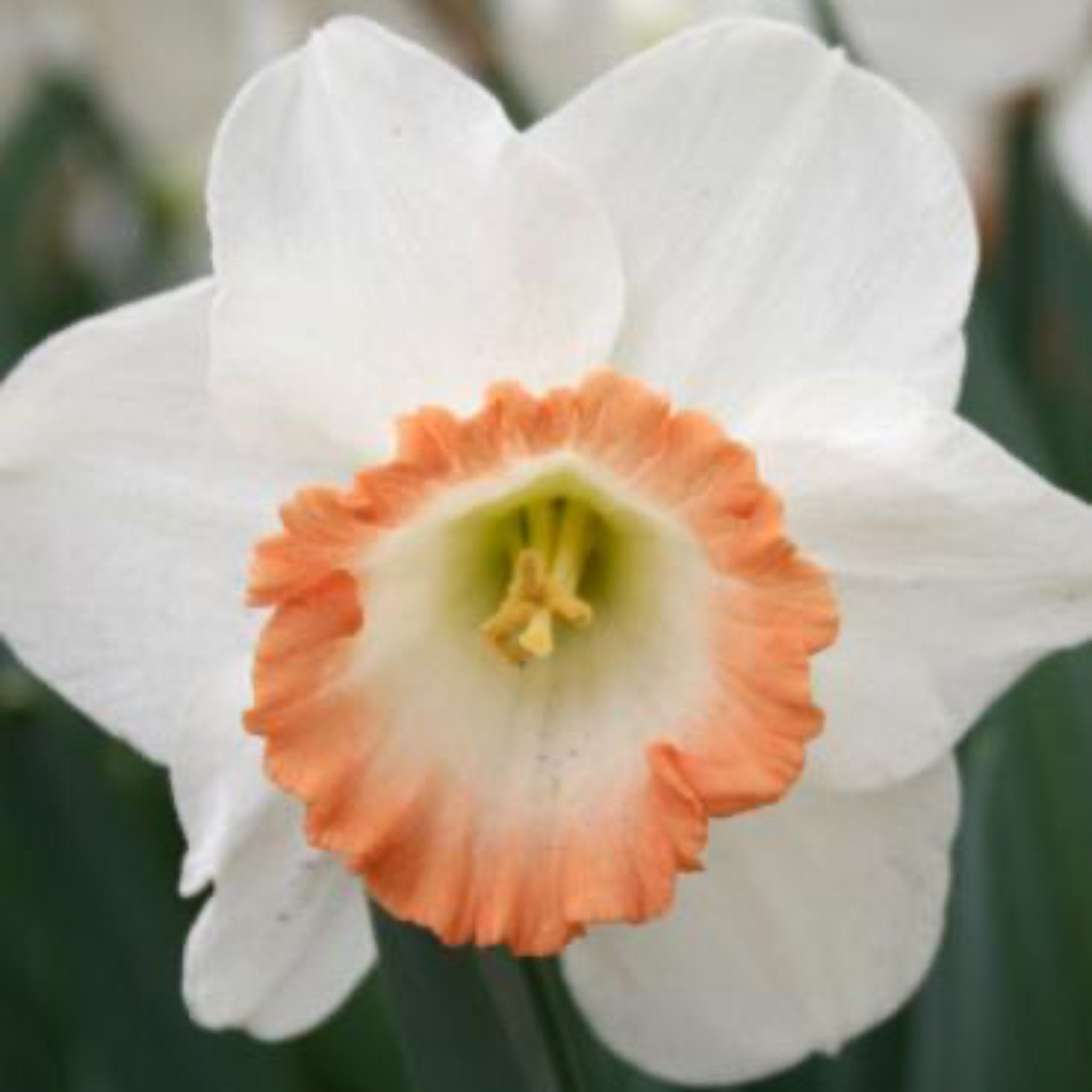 British Gamble Daffodil Bulbs 10-pack | Heirloom Boulevard
