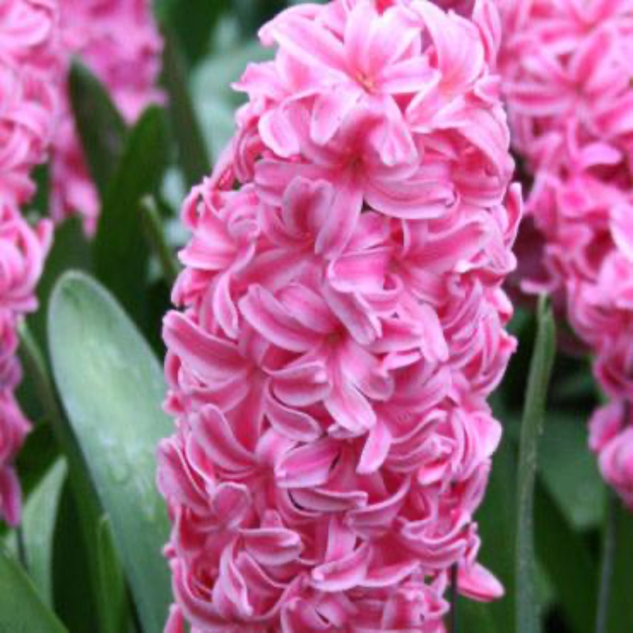 Rose Star Hyacinth Bulbs 5-pack | Heirloom Boulevard