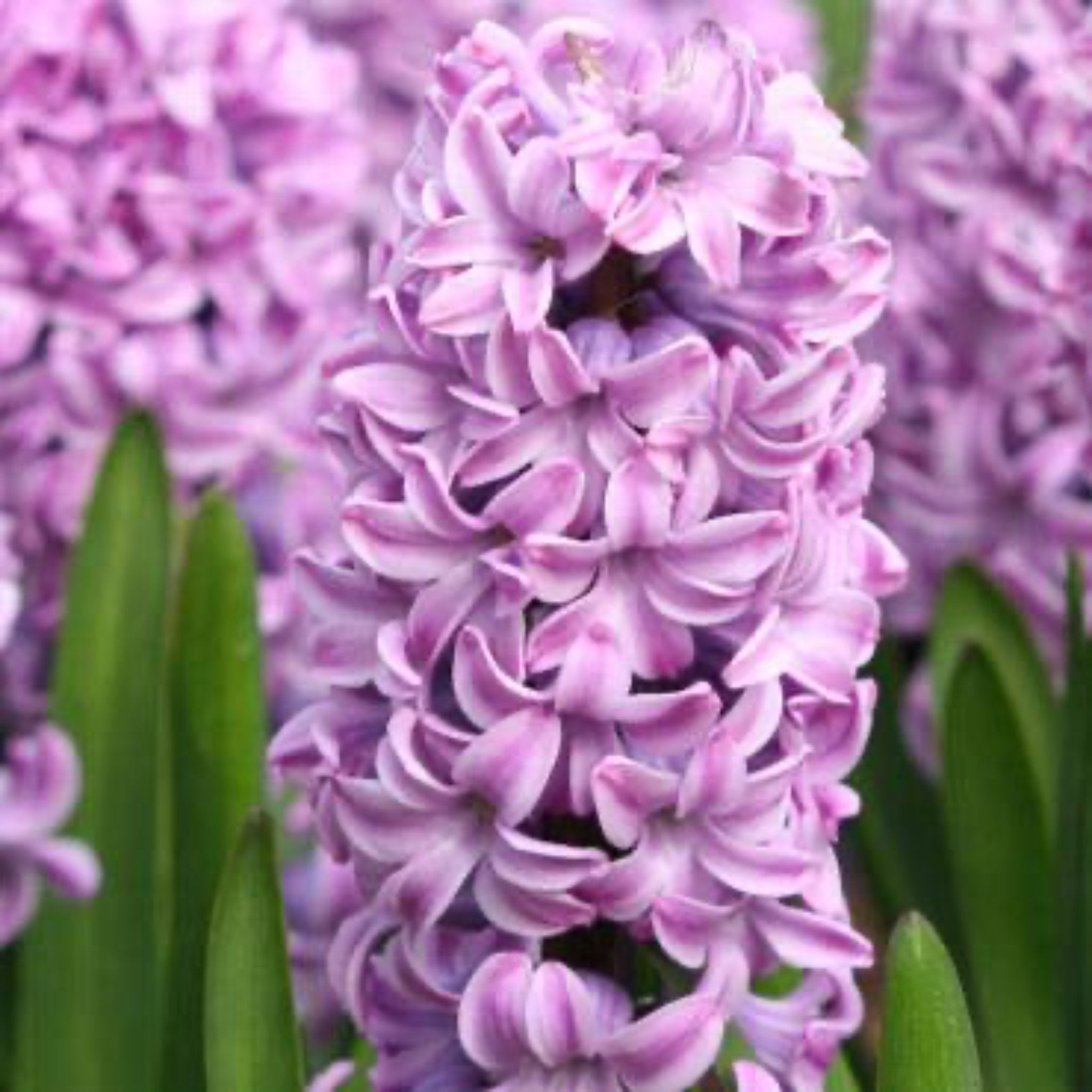 Miss Saigon Hyacinth Bulbs 5-pack | Heirloom Boulevard