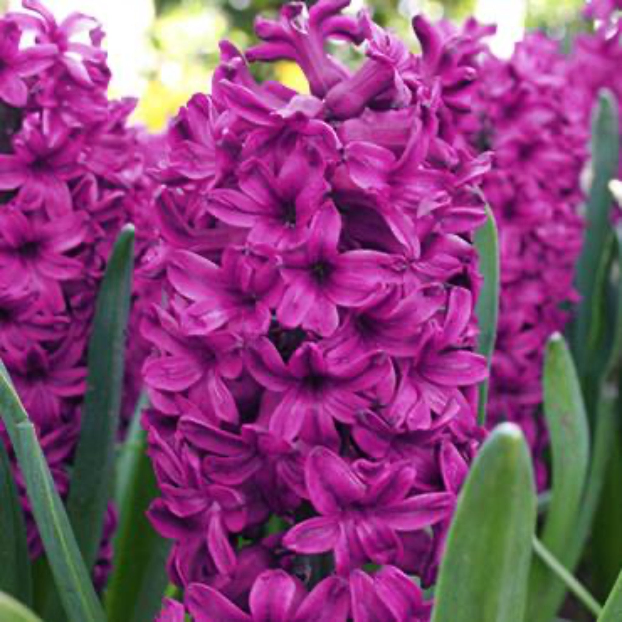 Woodstock Hyacinth Bulbs 5-pack | Heirloom Boulevard