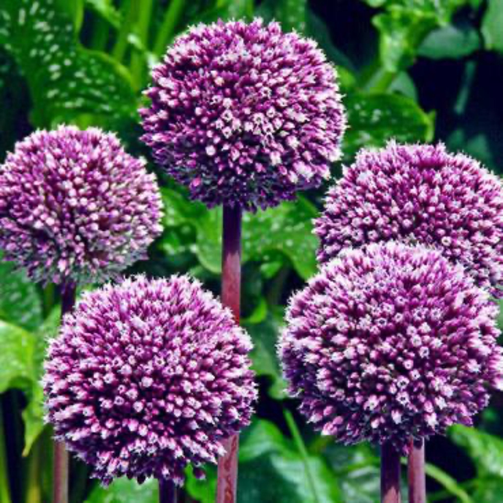 Summer Drummer Allium Bulbs 5-pack | Heirloom Boulevard