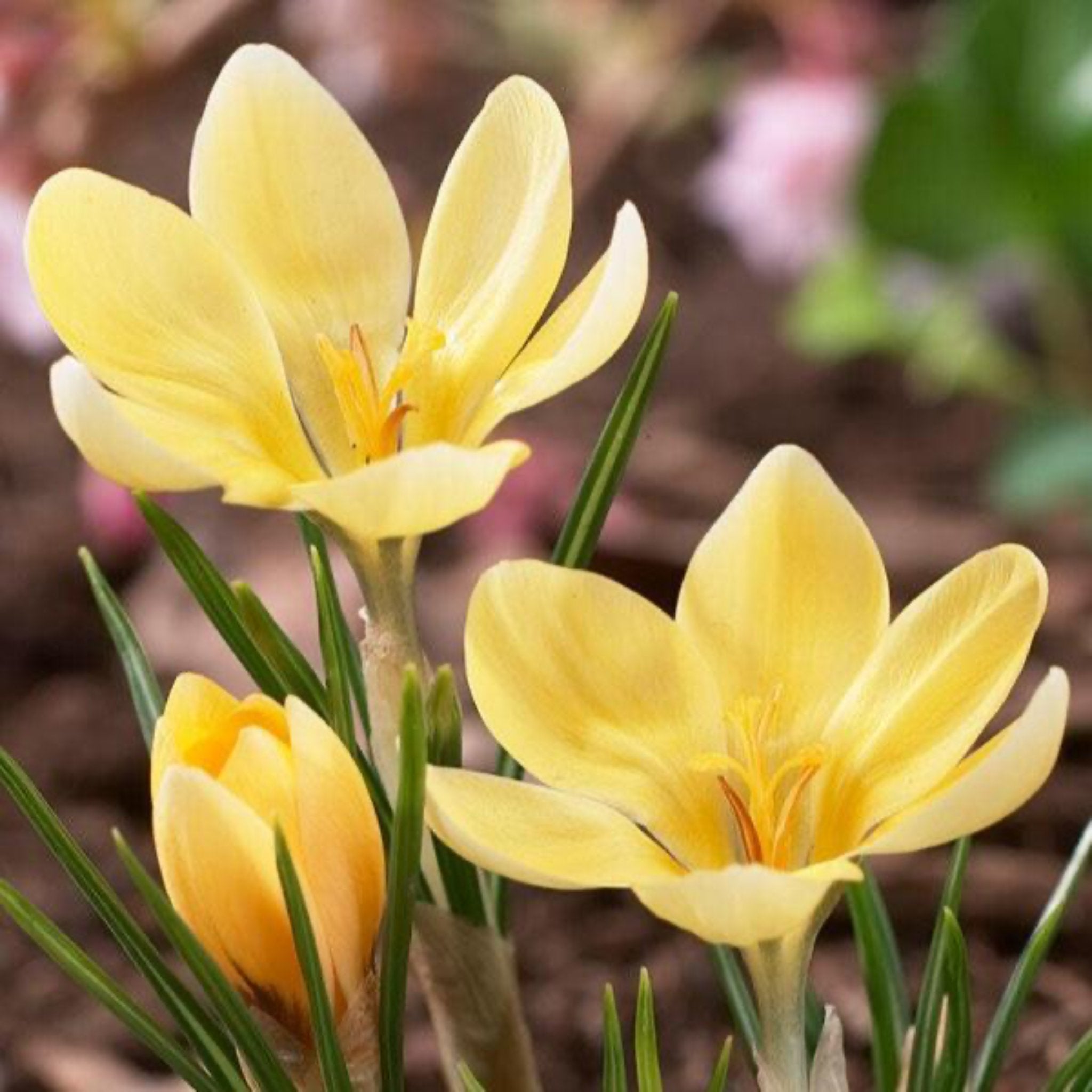 Romance Crocus Bulbs 15-pack | Heirloom Boulevard