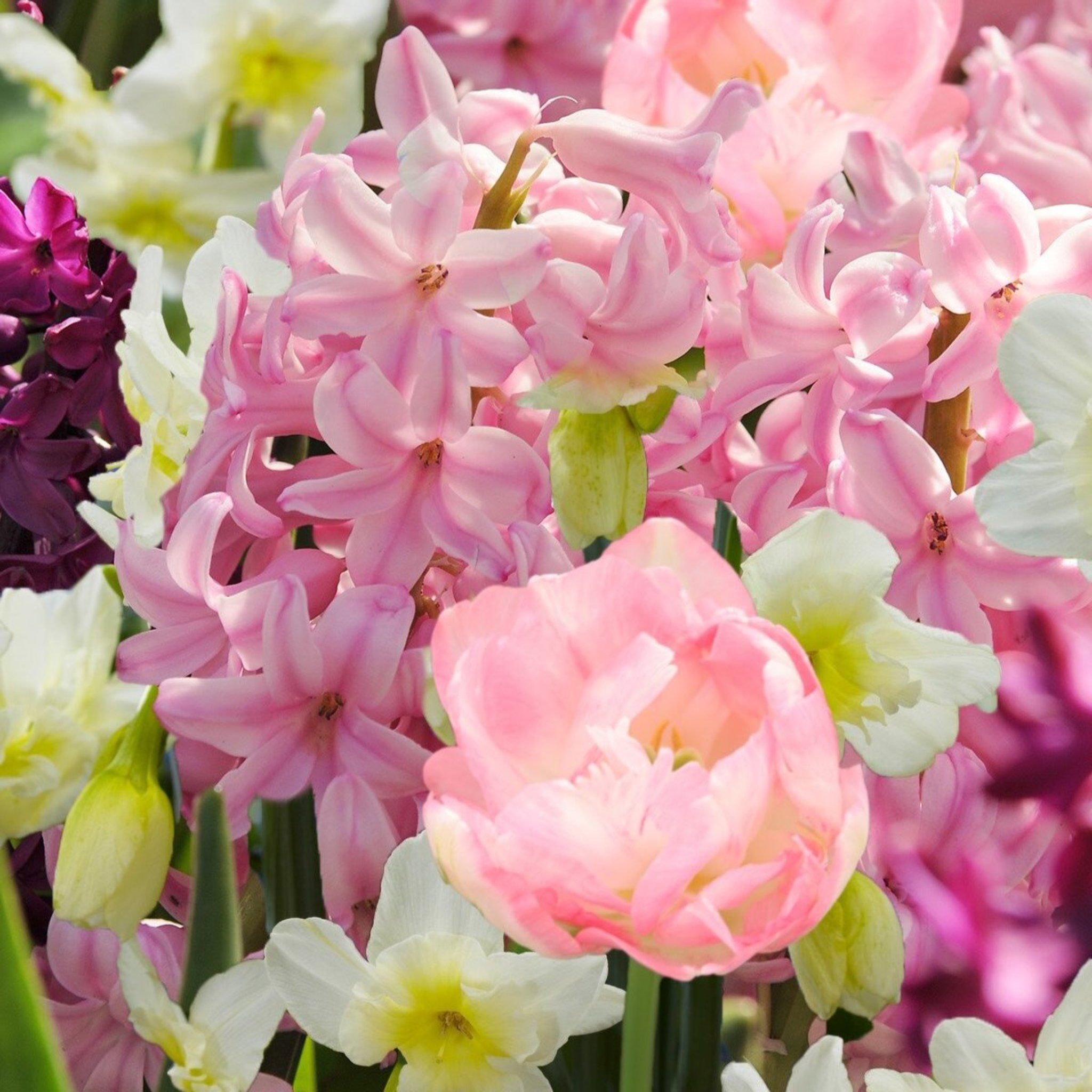 Blushing Ballerina Bulb Mix 25-pack | Heirloom Boulevard