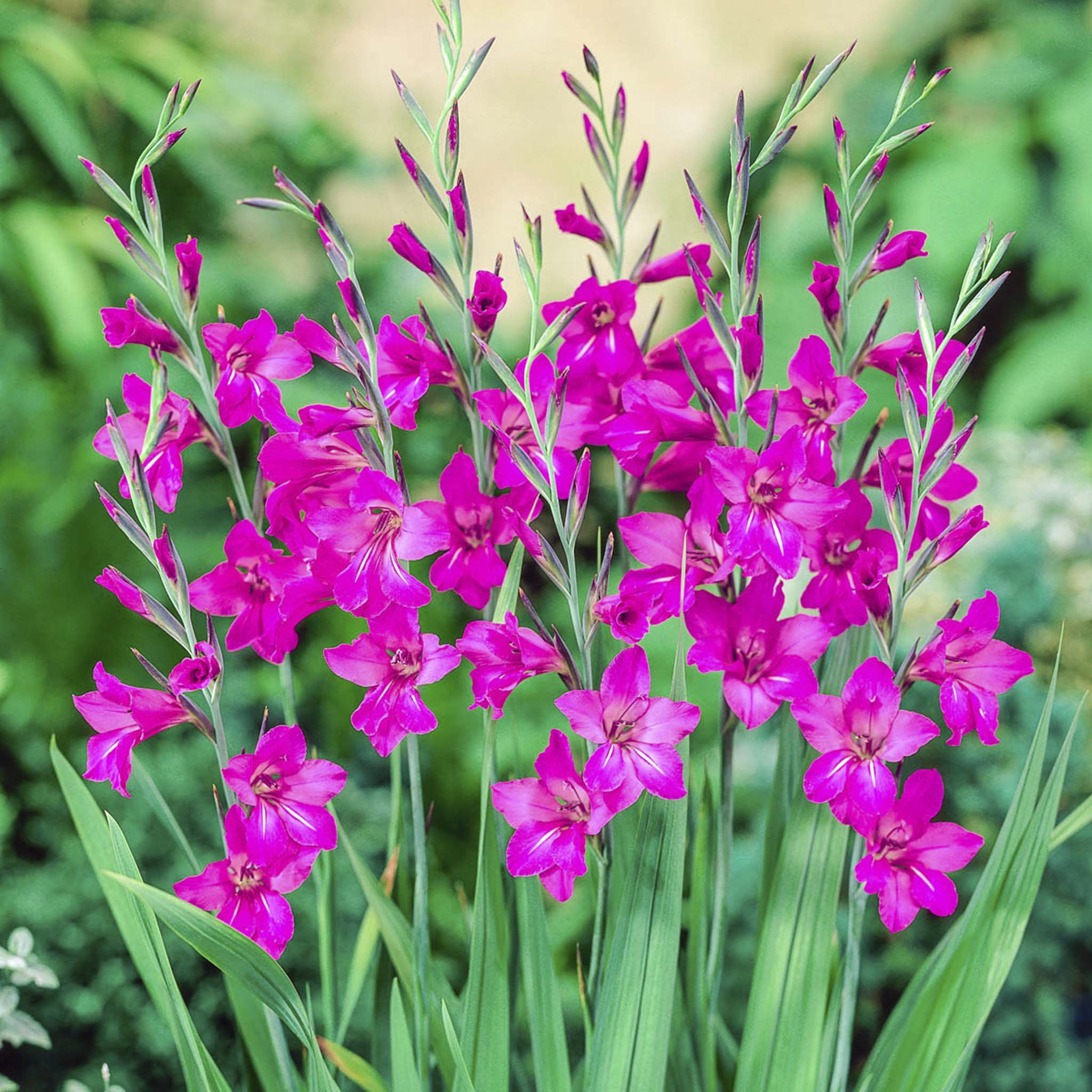 Byzantine Gladiolus Bulbs | Heirloom Boulevard