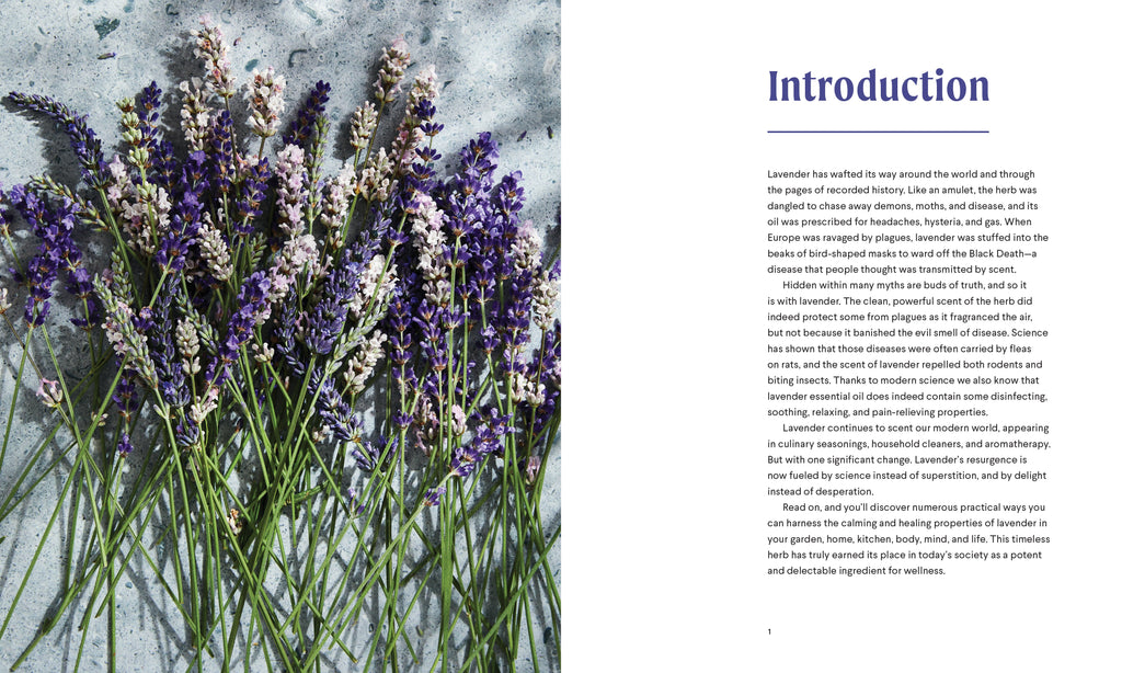 Lavender | Heirloom Boulevard